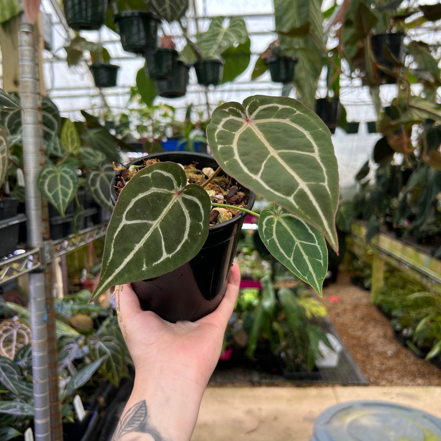Anthurium Doc block x Red Crystallinum, CAR-0902