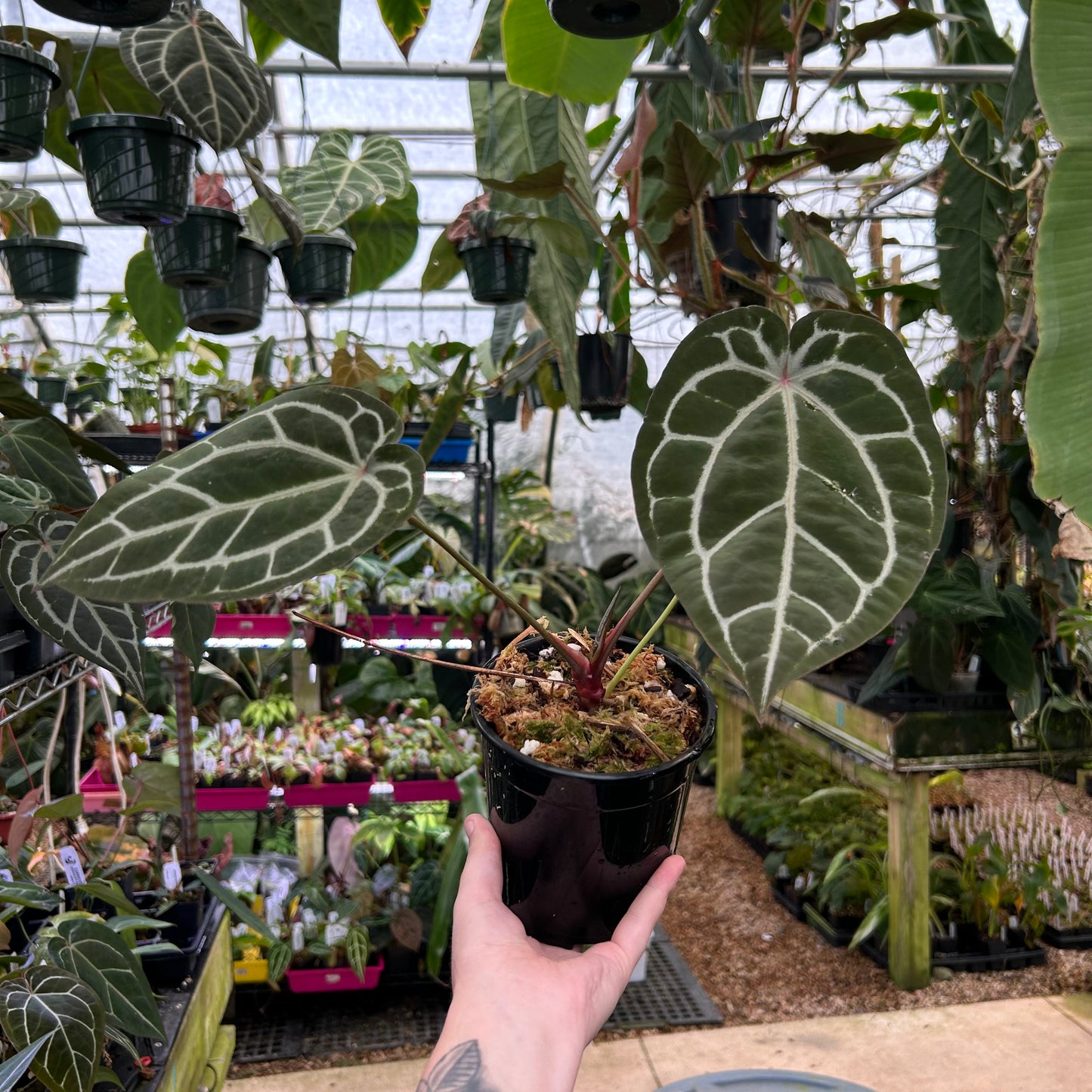 Anthurium Doc block x Red Crystallinum, CAR-0902