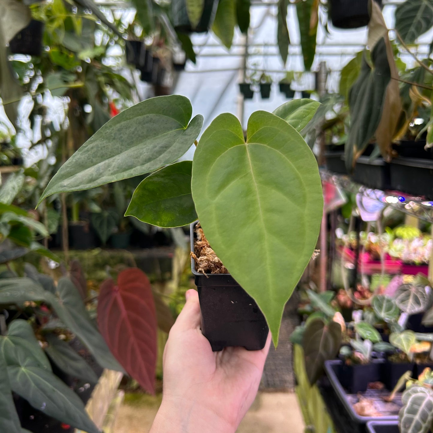Anthurium nigrolaminum 'Gigi' x papillilaminum, CAR-0578