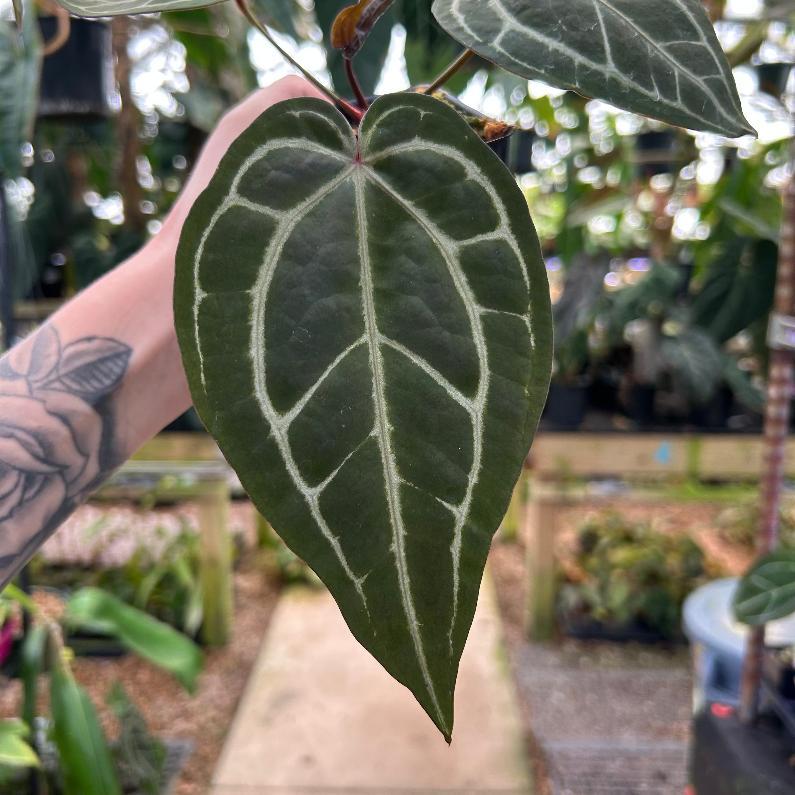 A.Zara Michelle #4 × Michelle #2│ミシェル Anthurium Michelle x Zara x RC x King of Spades 4” – Rare Foliage