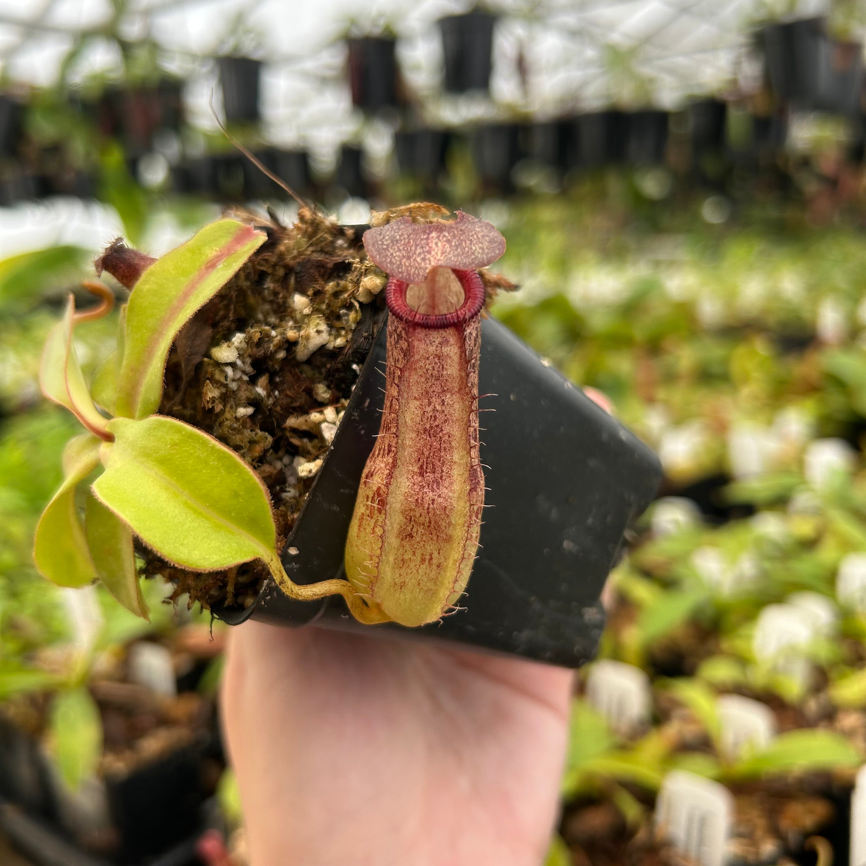 Nepenthes (spathulata x spectabilis)-BE Best x (sibuyanensis x