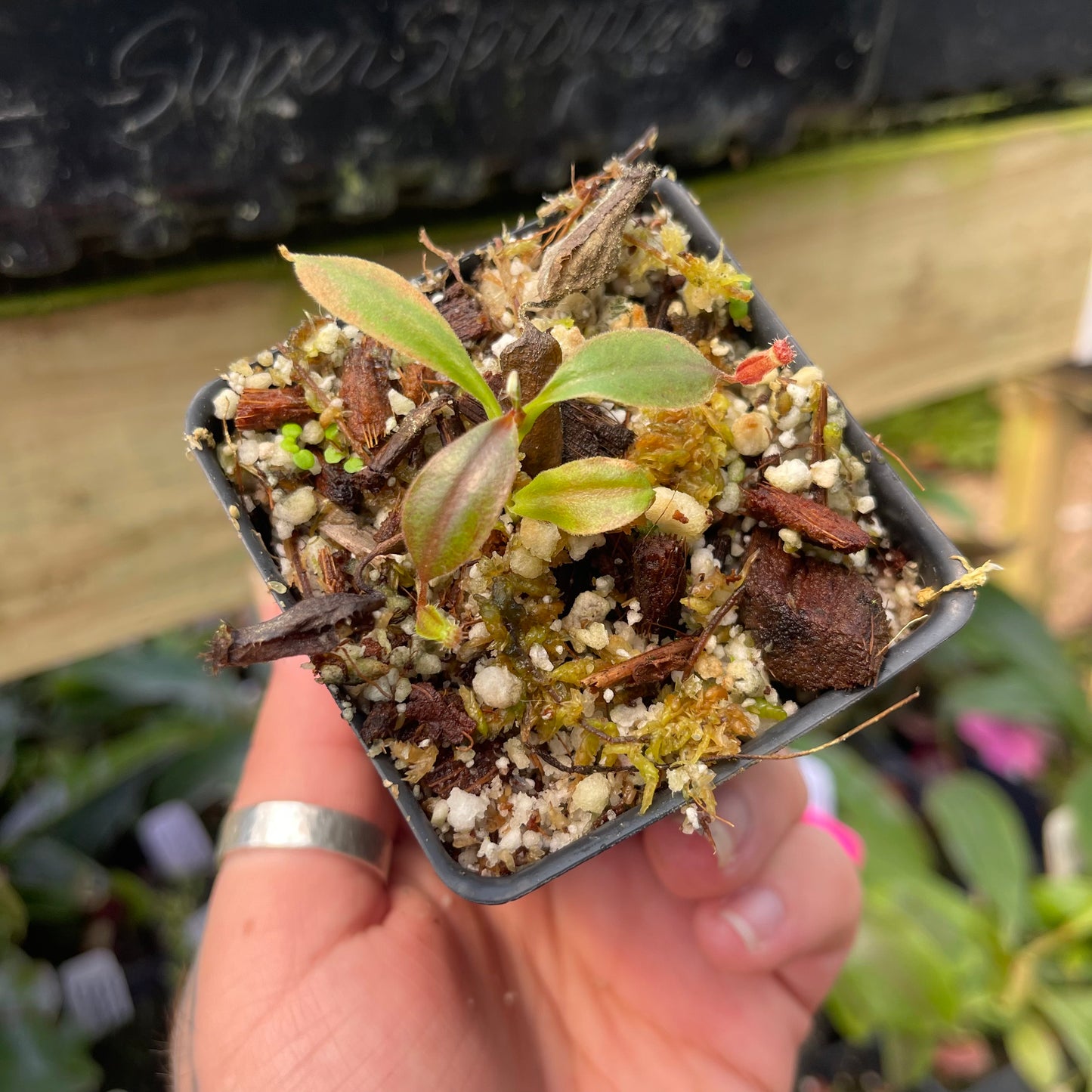 Nepenthes 'Babylon', CAR-0463