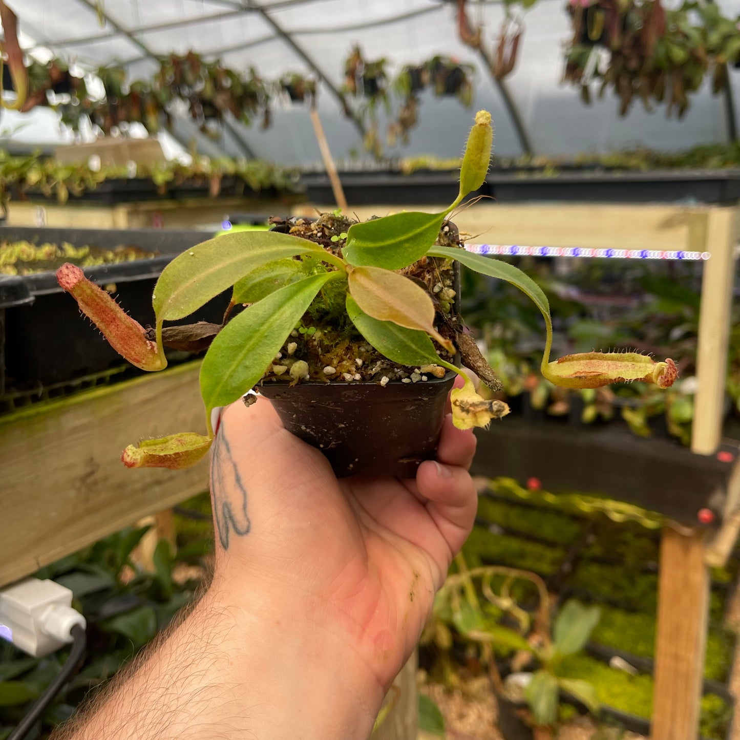 Nepenthes 'Babylon', CAR-0463