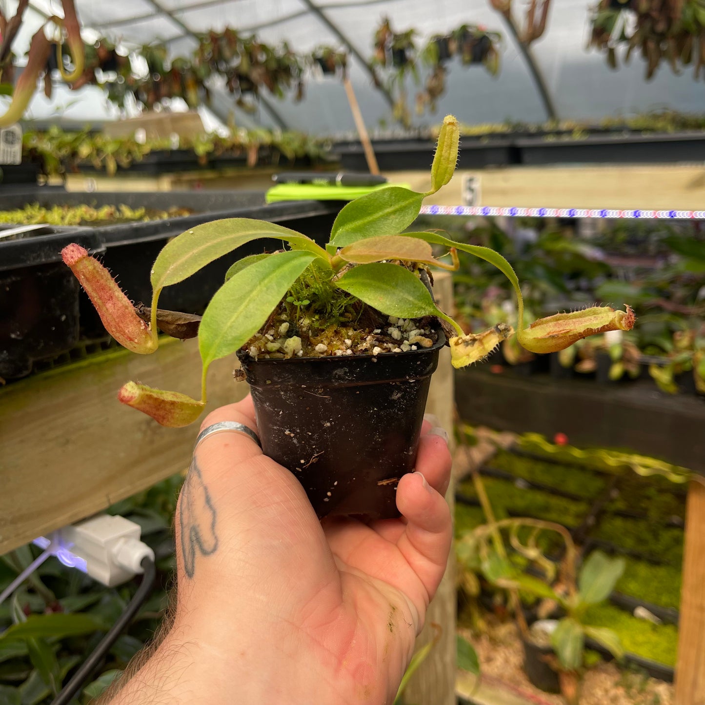 Nepenthes 'Babylon', CAR-0463