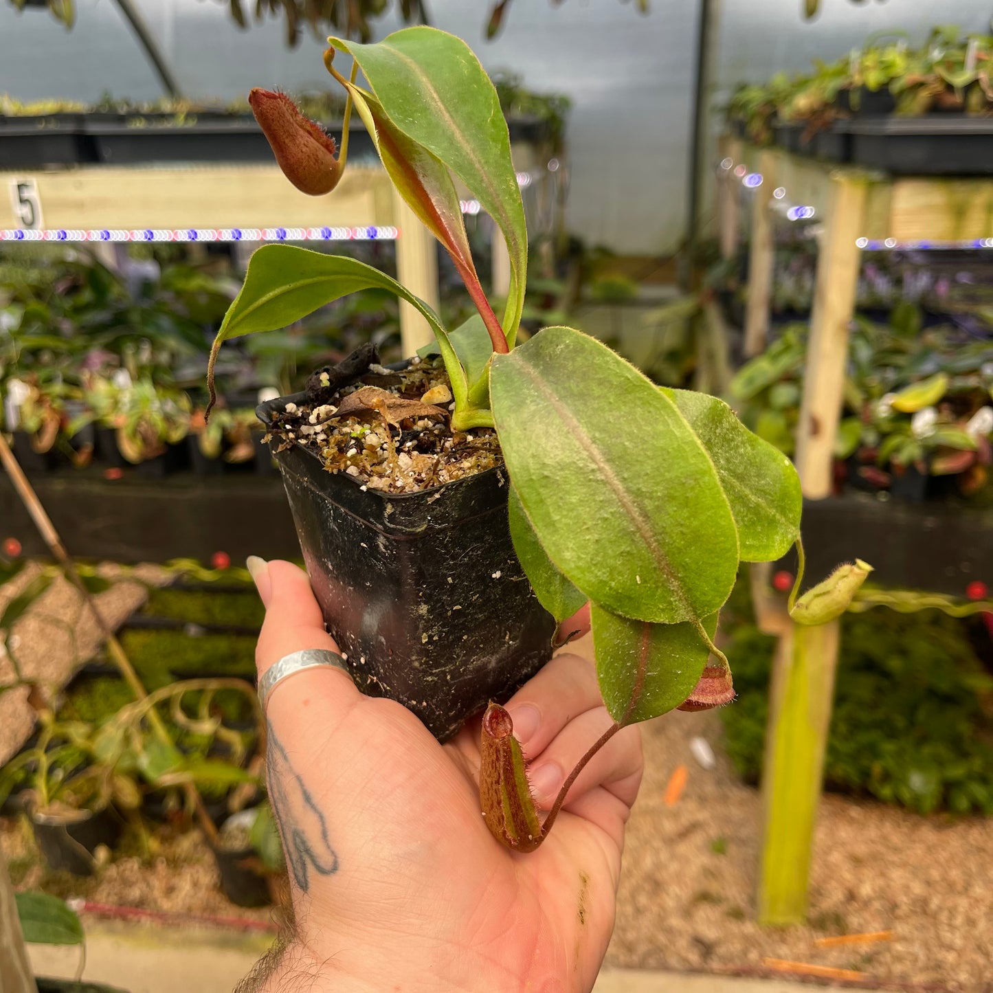 Nepenthes 'Babylon', CAR-0463