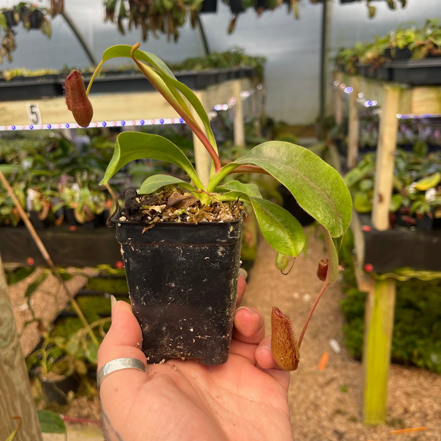 Nepenthes 'Babylon', CAR-0463