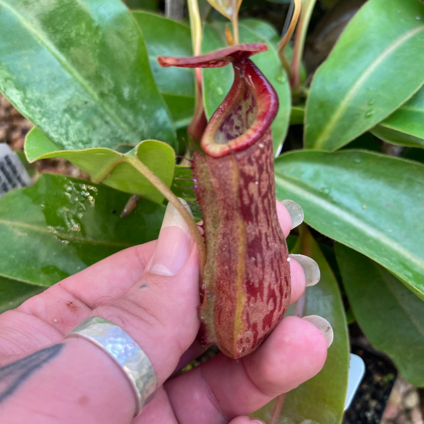 Nepenthes 'Babylon', CAR-0463