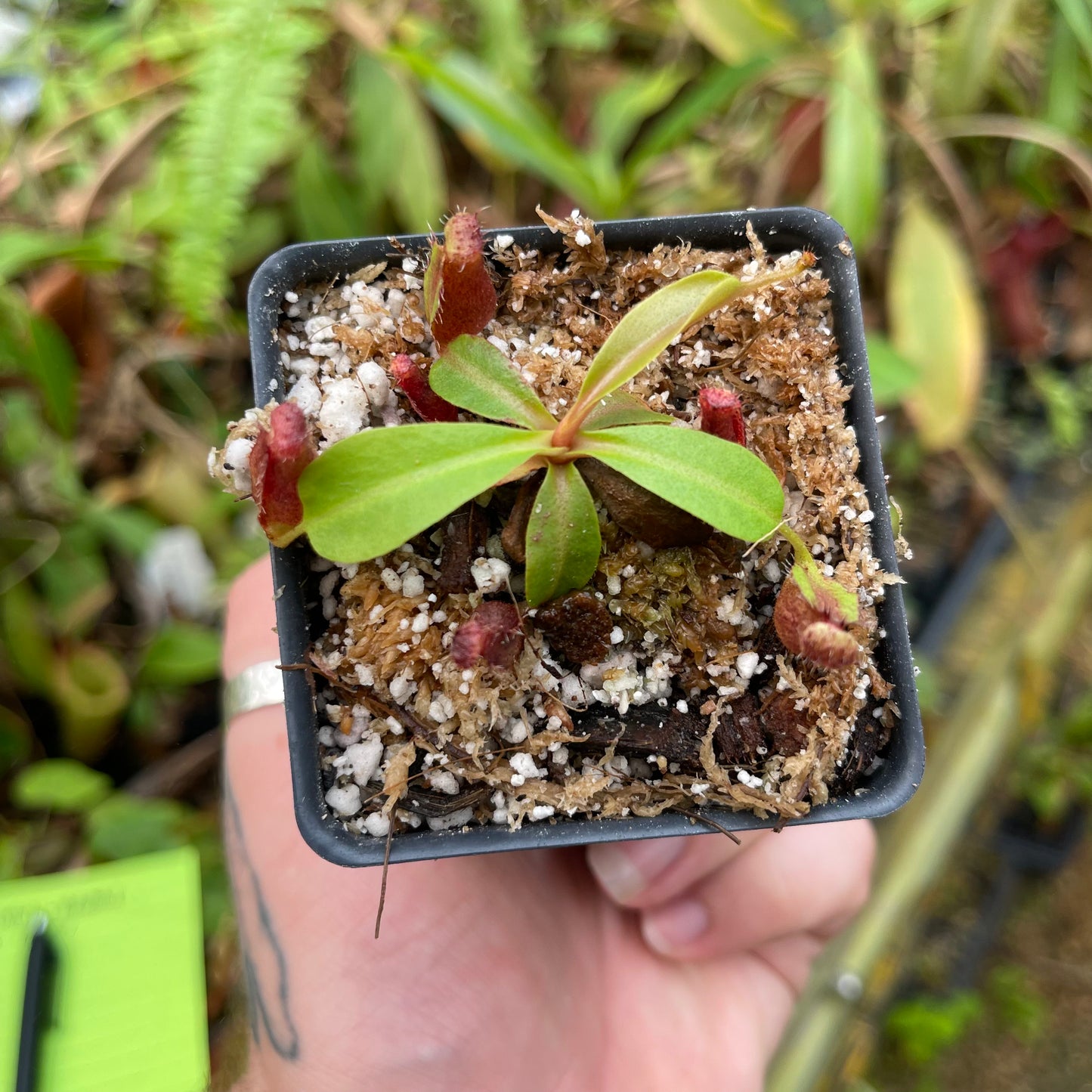 Nepenthes (truncata x campanulata) x ovata EP, CAR-0464