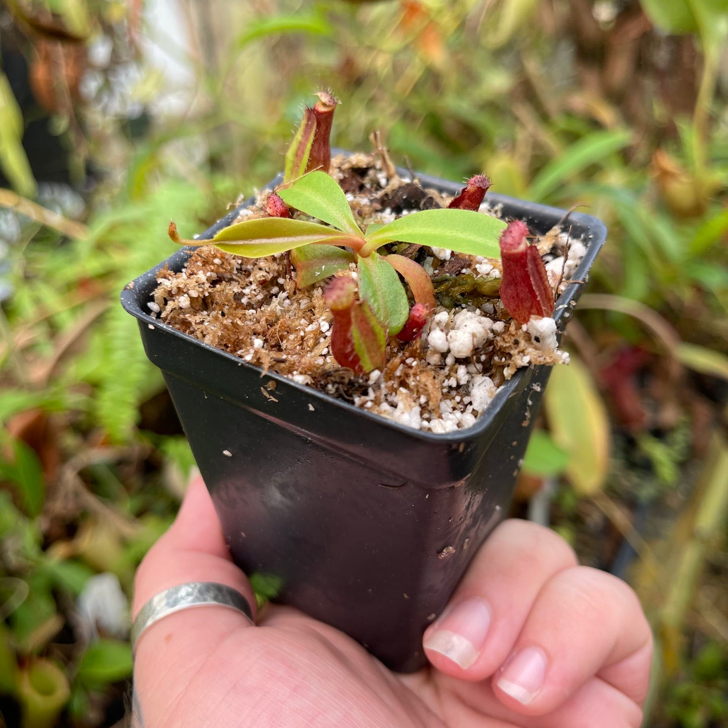 Nepenthes (truncata x campanulata) x ovata EP, CAR-0464