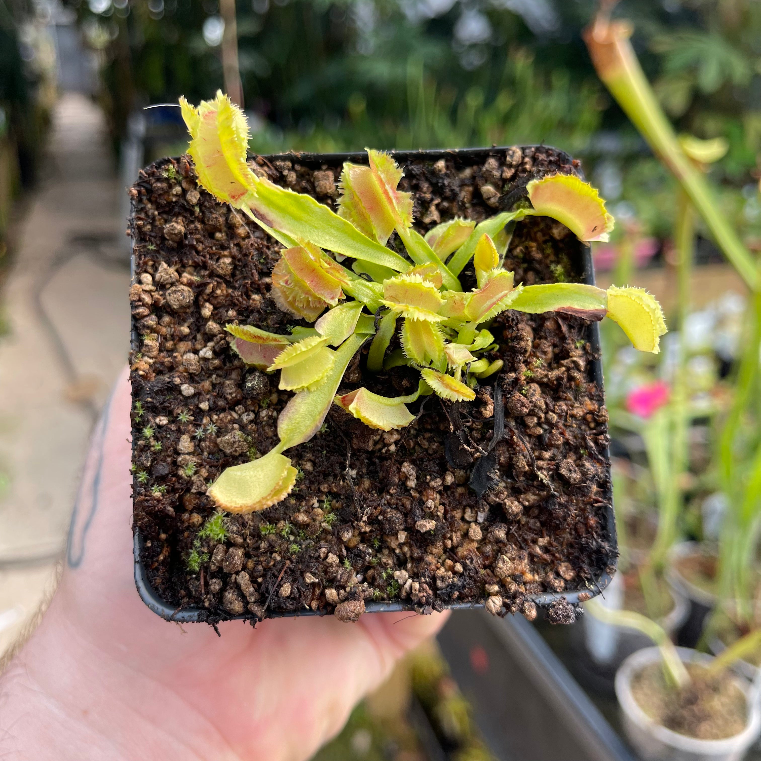 麦わら星 Venus Flytrap-Dionaea muscipula 'Freaky Star' – Carnivero