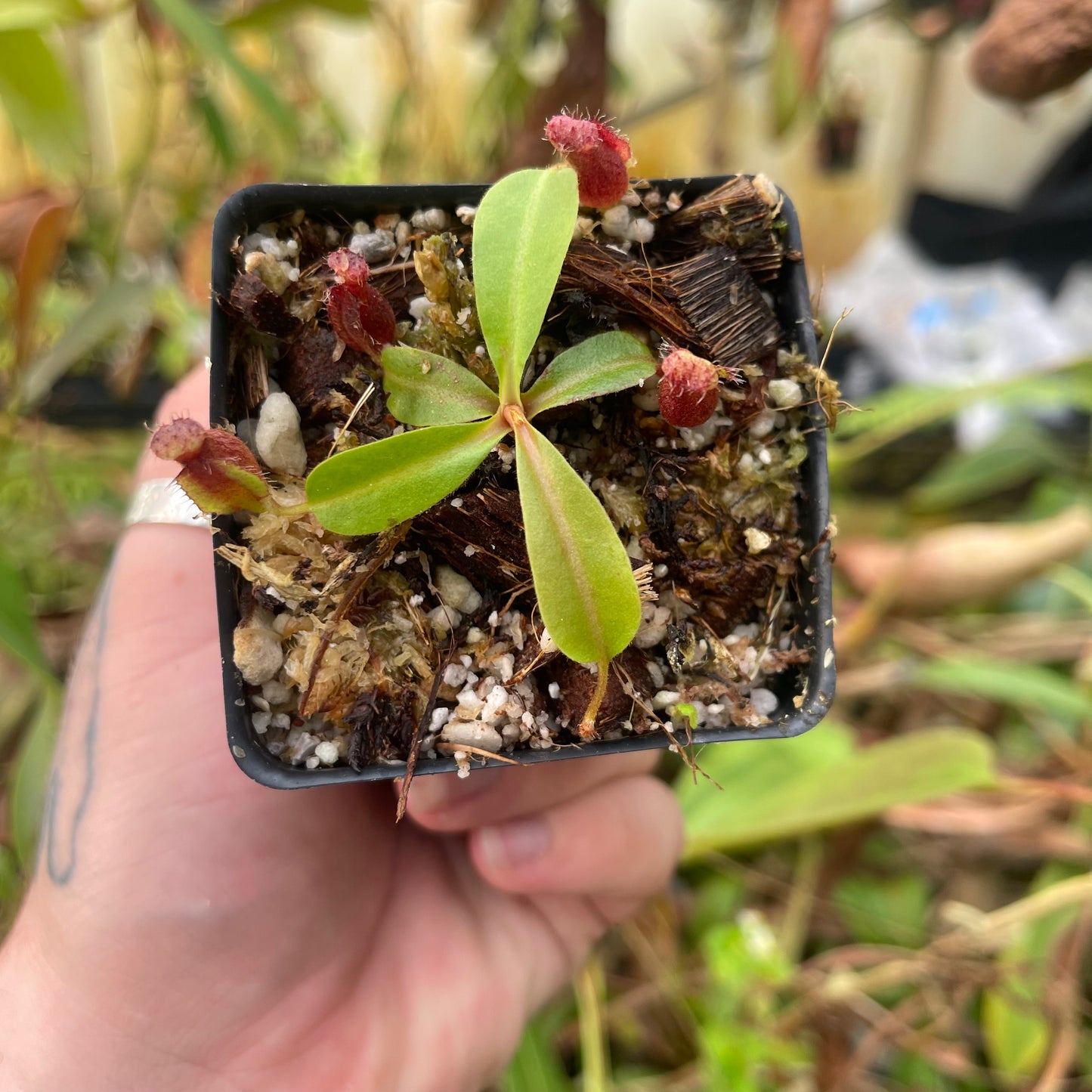 Nepenthes (lowii x veitchii)-Jon Yates x 'Redonkulas', CAR-0465