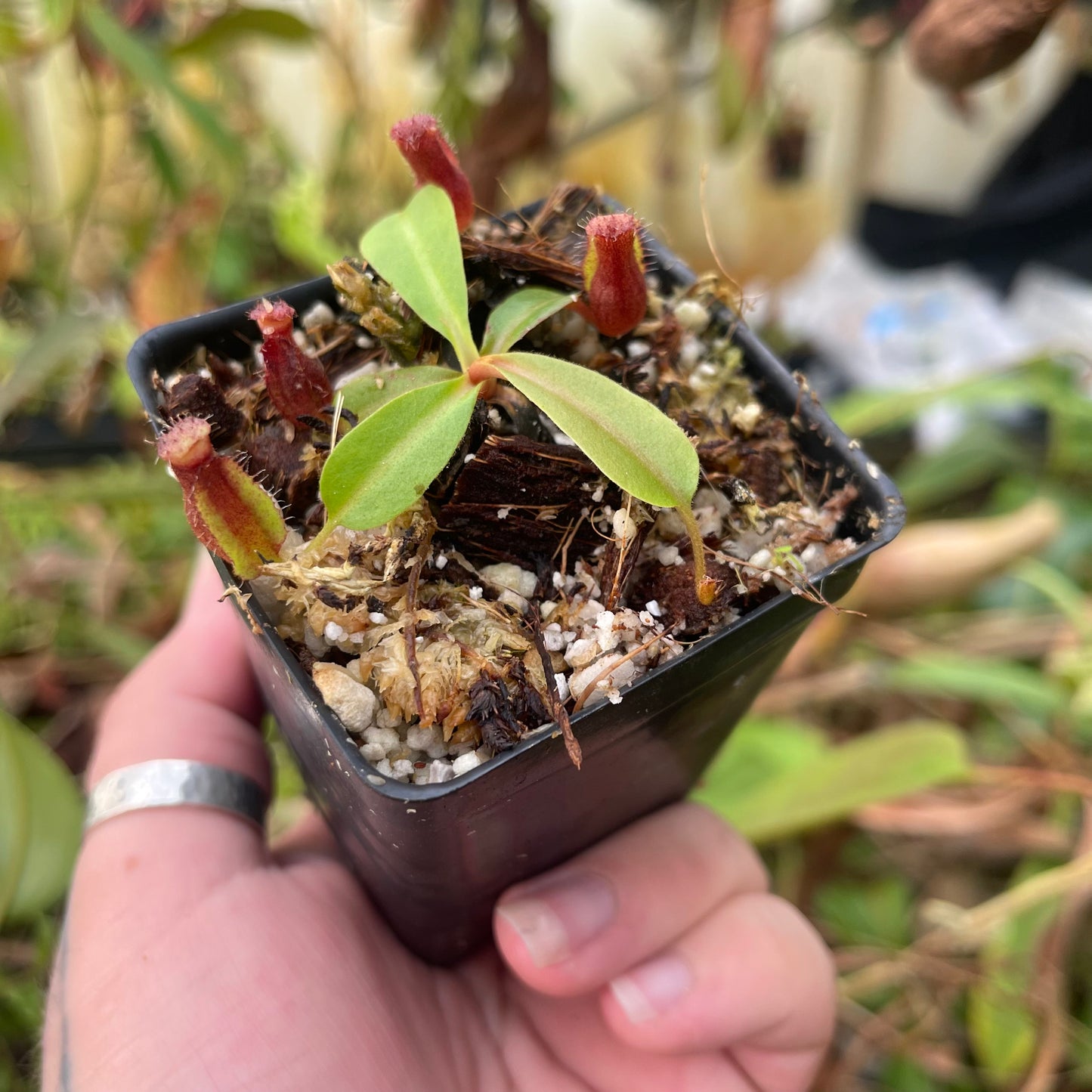 Nepenthes (lowii x veitchii)-Jon Yates x 'Redonkulas', CAR-0465