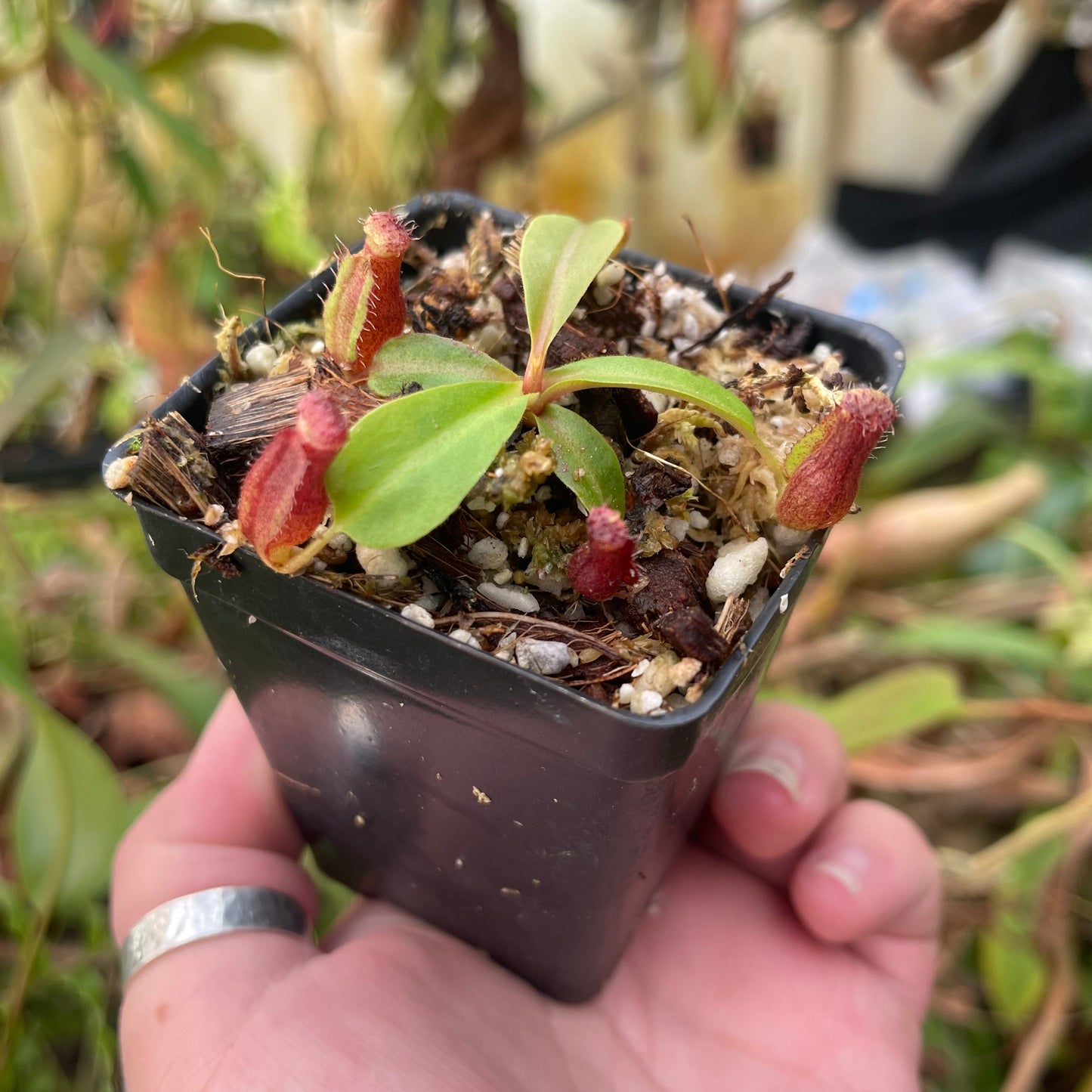 Nepenthes (lowii x veitchii)-Jon Yates x 'Redonkulas', CAR-0465