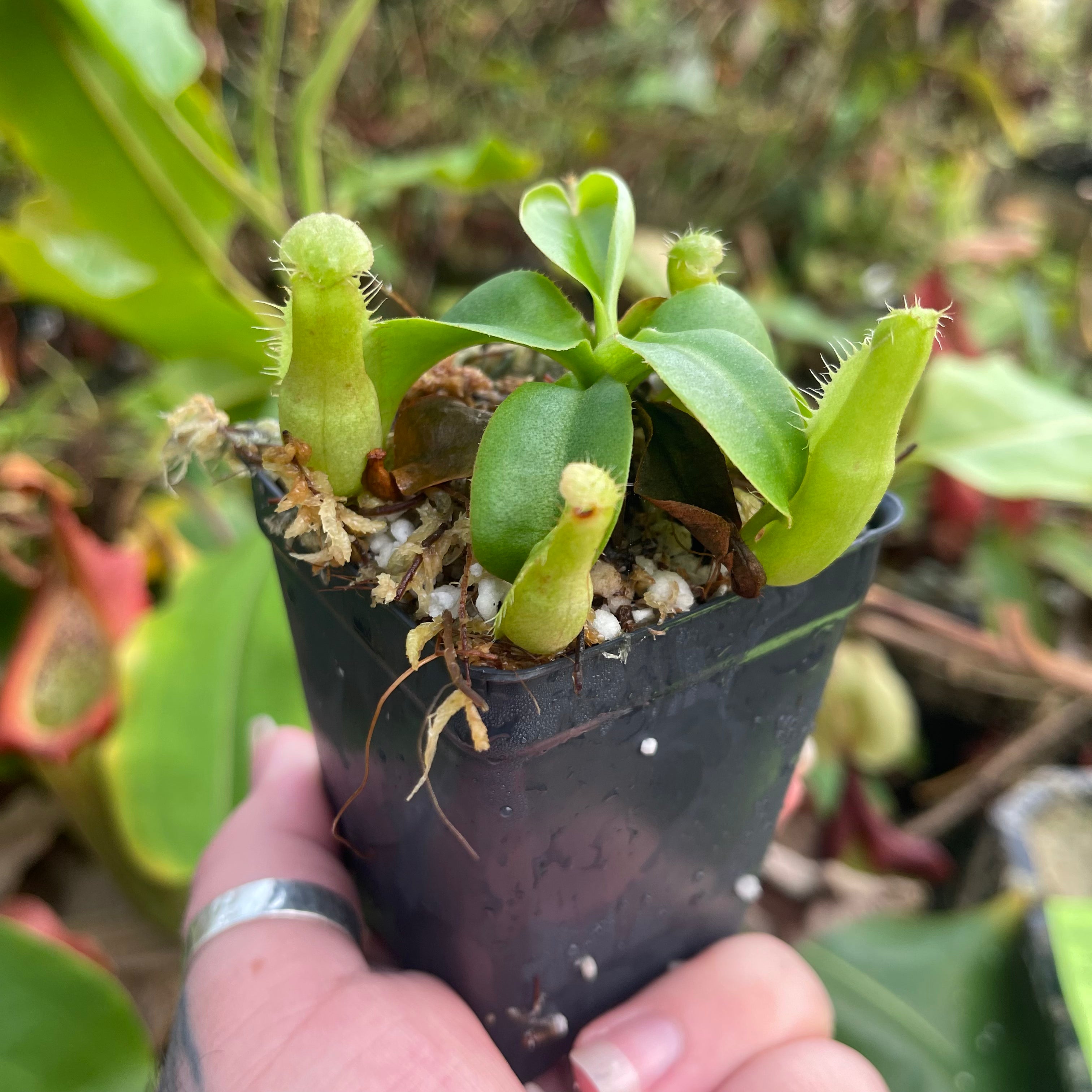 Nepenthes northiana x truncata, CAR-0468 – Carnivero Nepenthes northiana x truncata, CAR-0468 – Carnivero