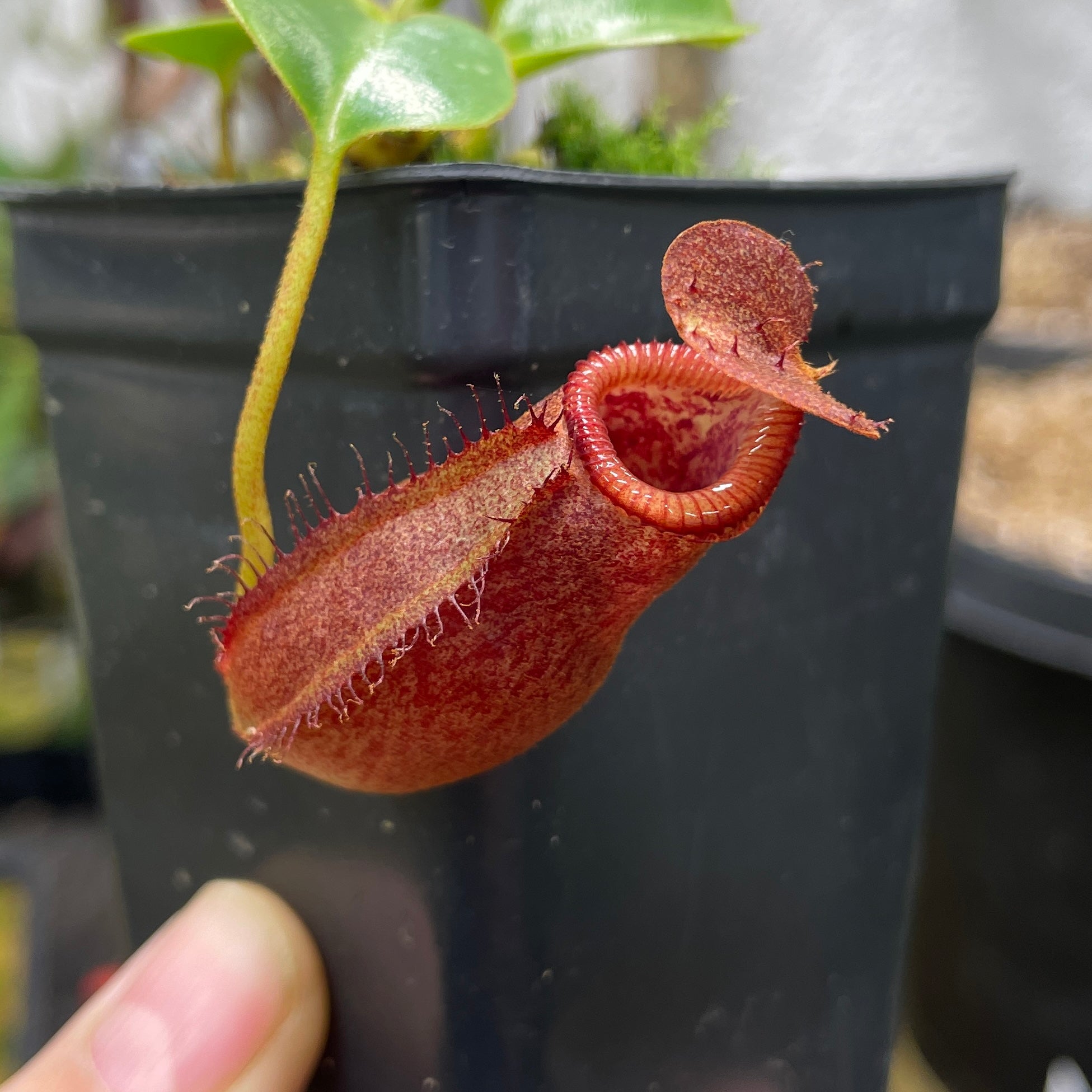 A070] Nepenthes villosa x robcantleyi – Carnivero