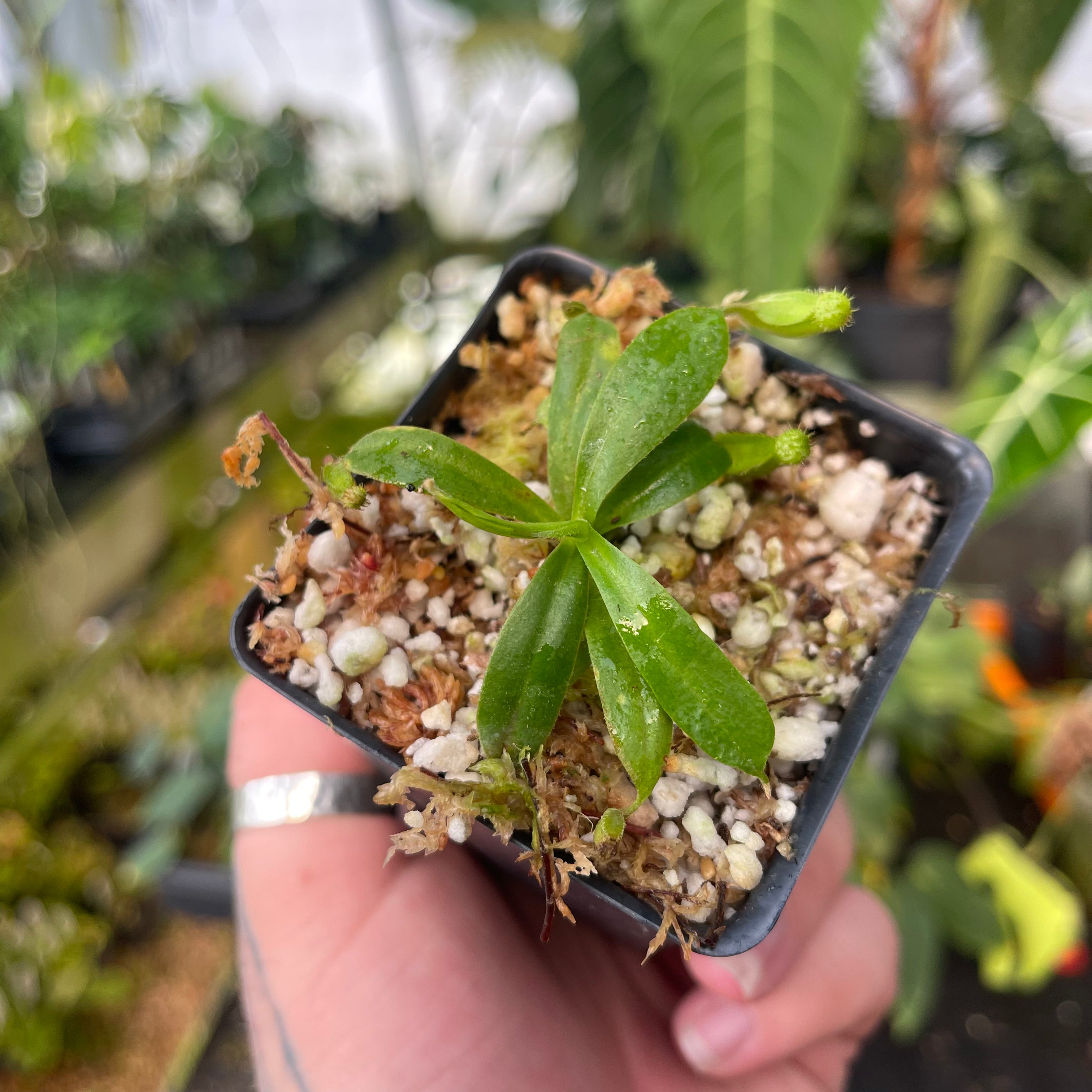 Nepenthes (truncata x veitchii) x hamata MT, CAR-0466 – Carnivero