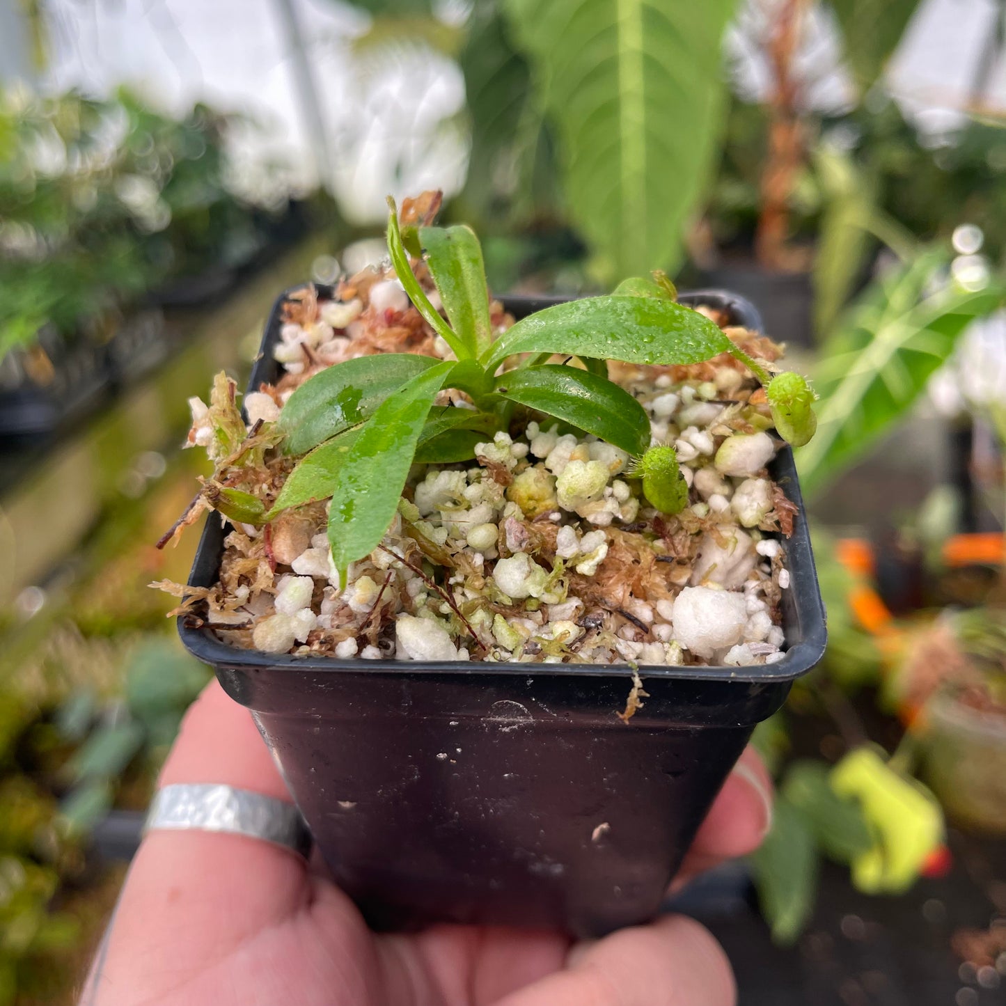 Nepenthes (truncata x veitchii) x hamata MT, CAR-0466