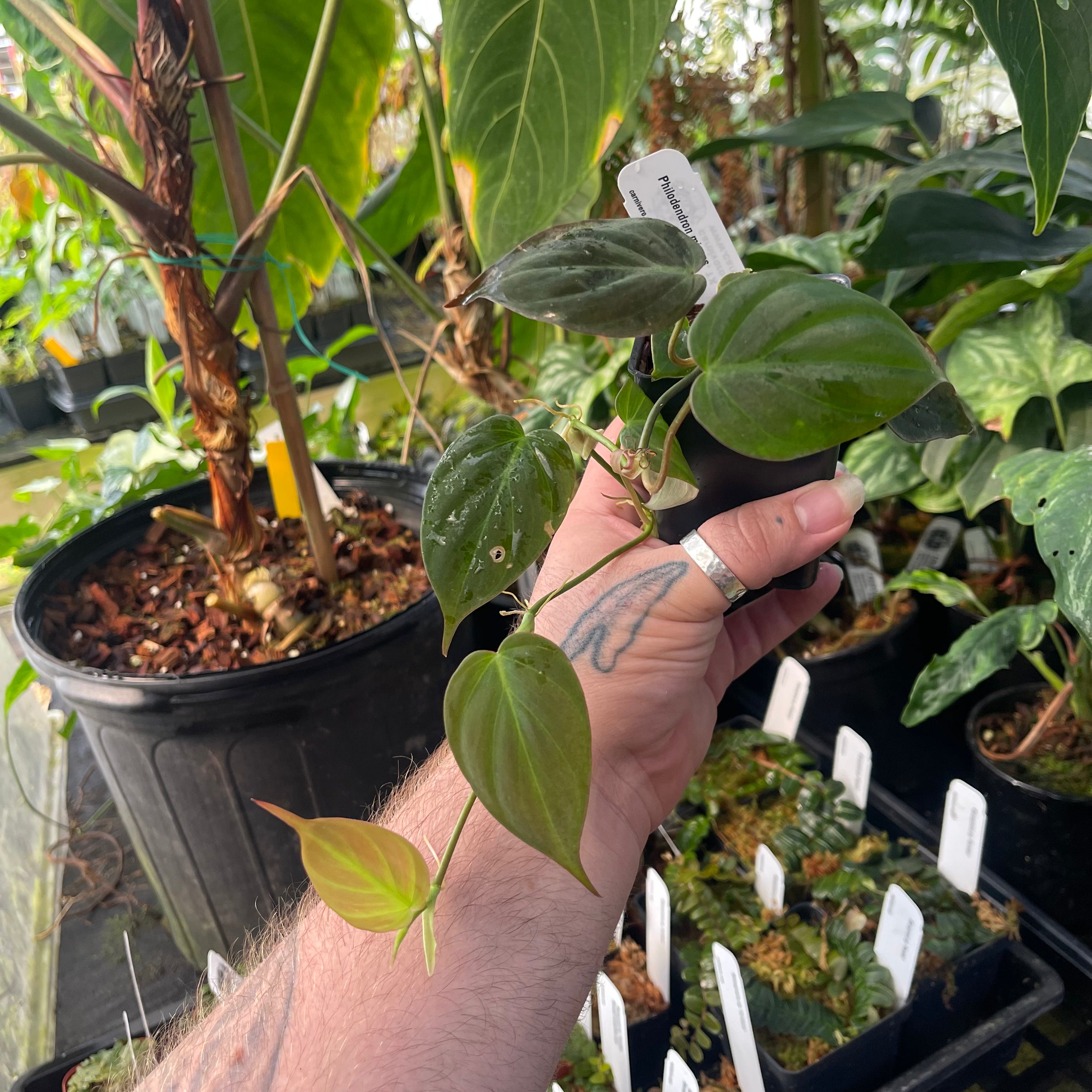 philodendron micans climbing Philodendron micans, Reverted