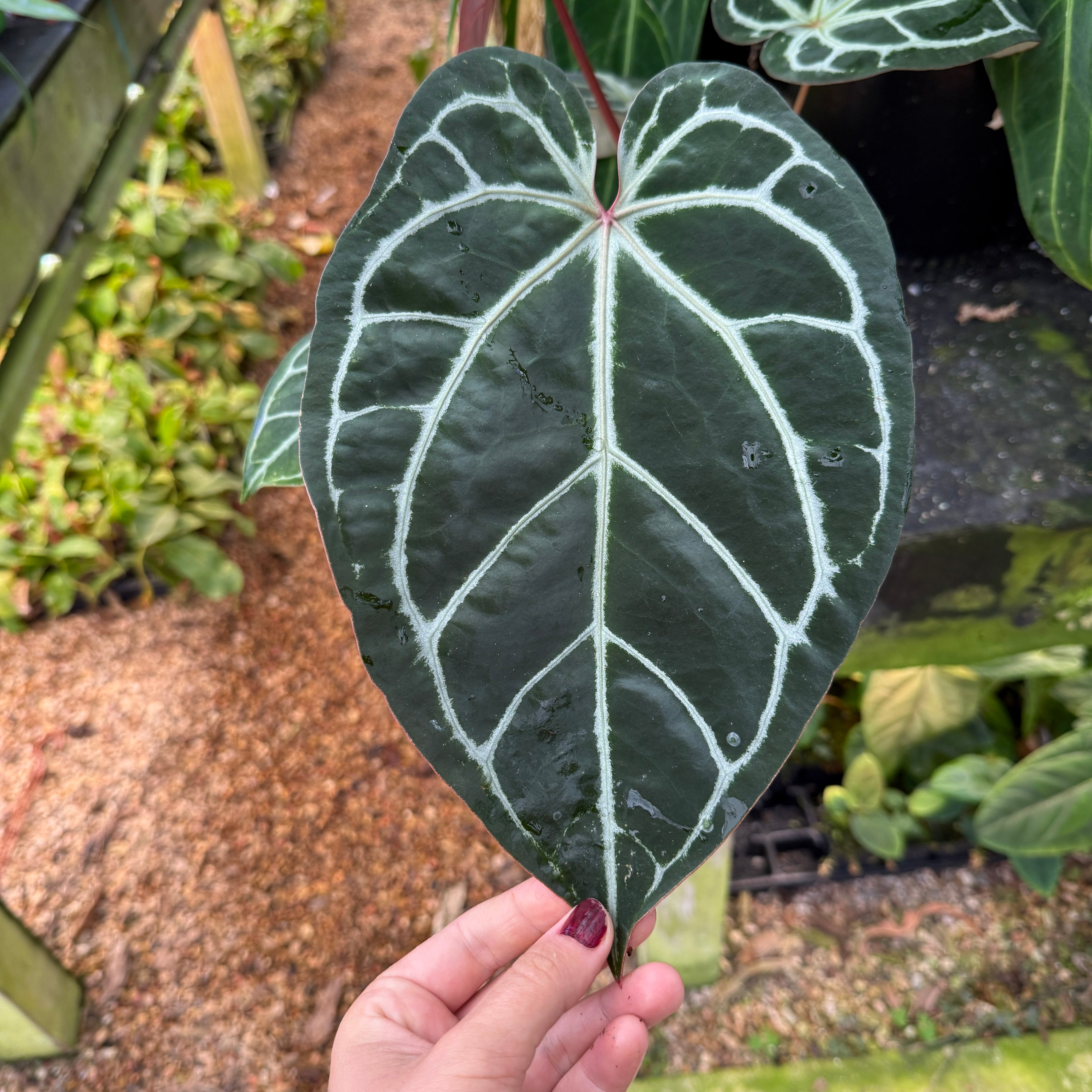 WH0142 Anthurium (dorayaki x Dreamweaver) x (Zara x MIchelle