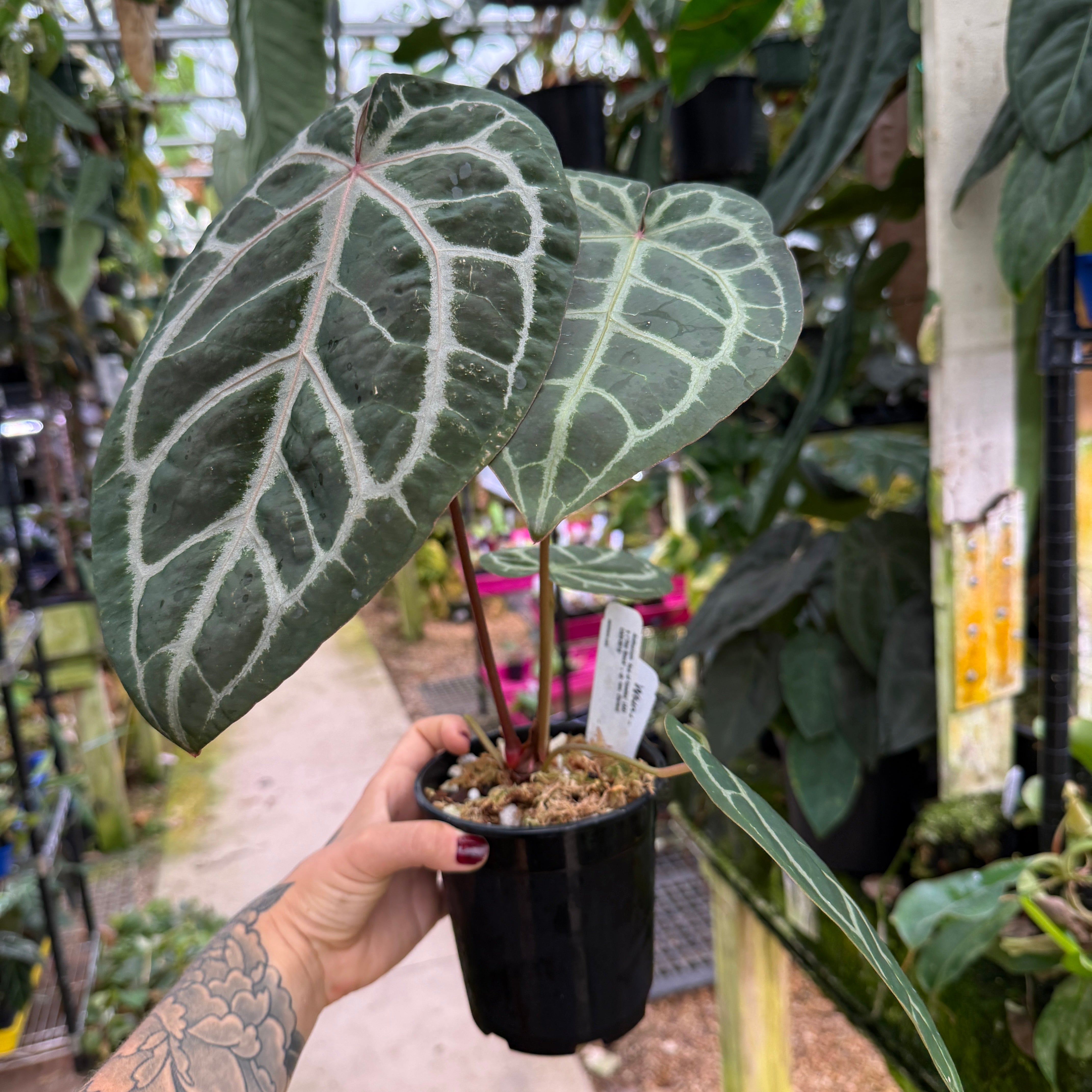 WH0165 Anthurium 'Ace of Spades' (AB) x ('Doc Block' x sp. nov