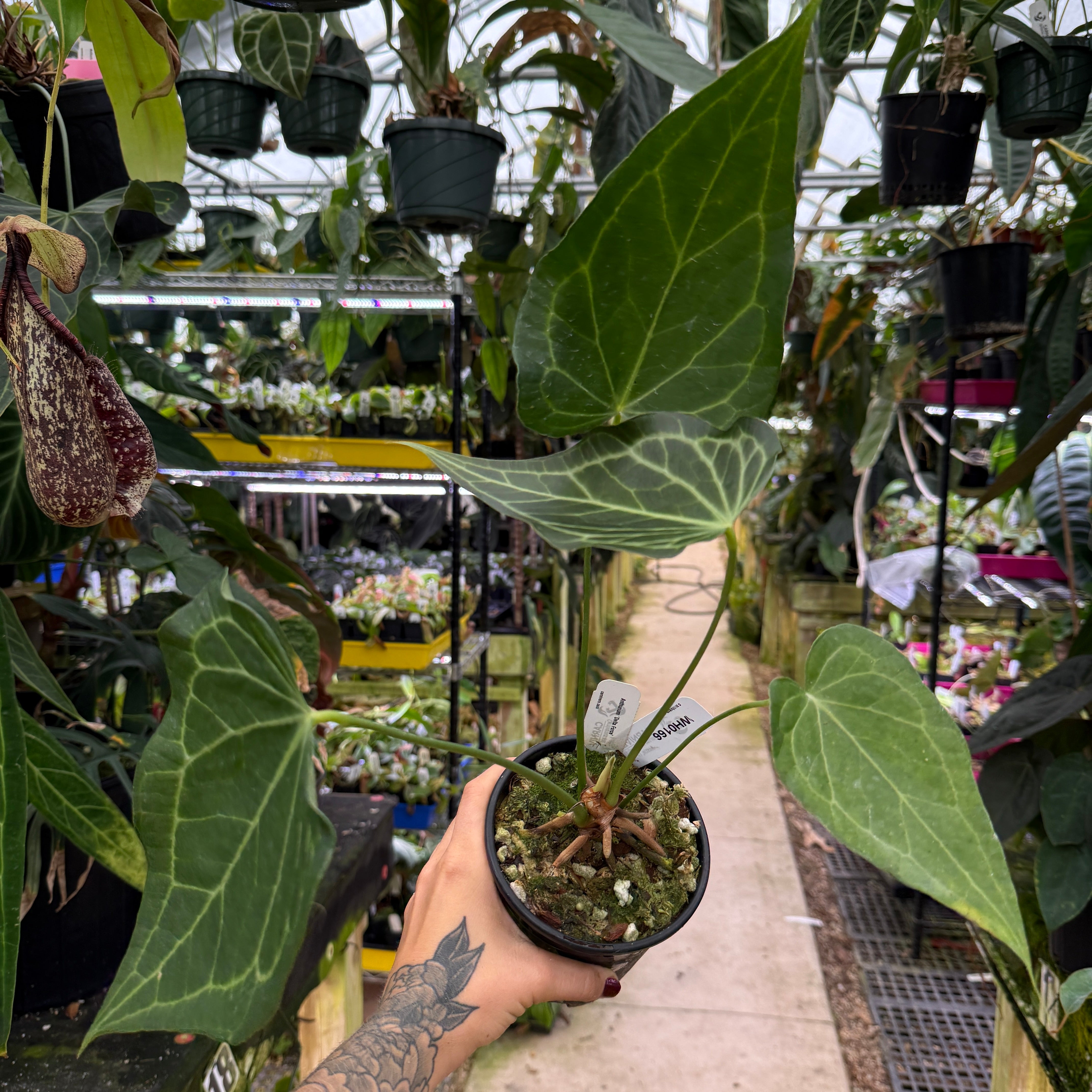 WH0166 Anthurium Delta Force (quart pot) (L) – Carnivero