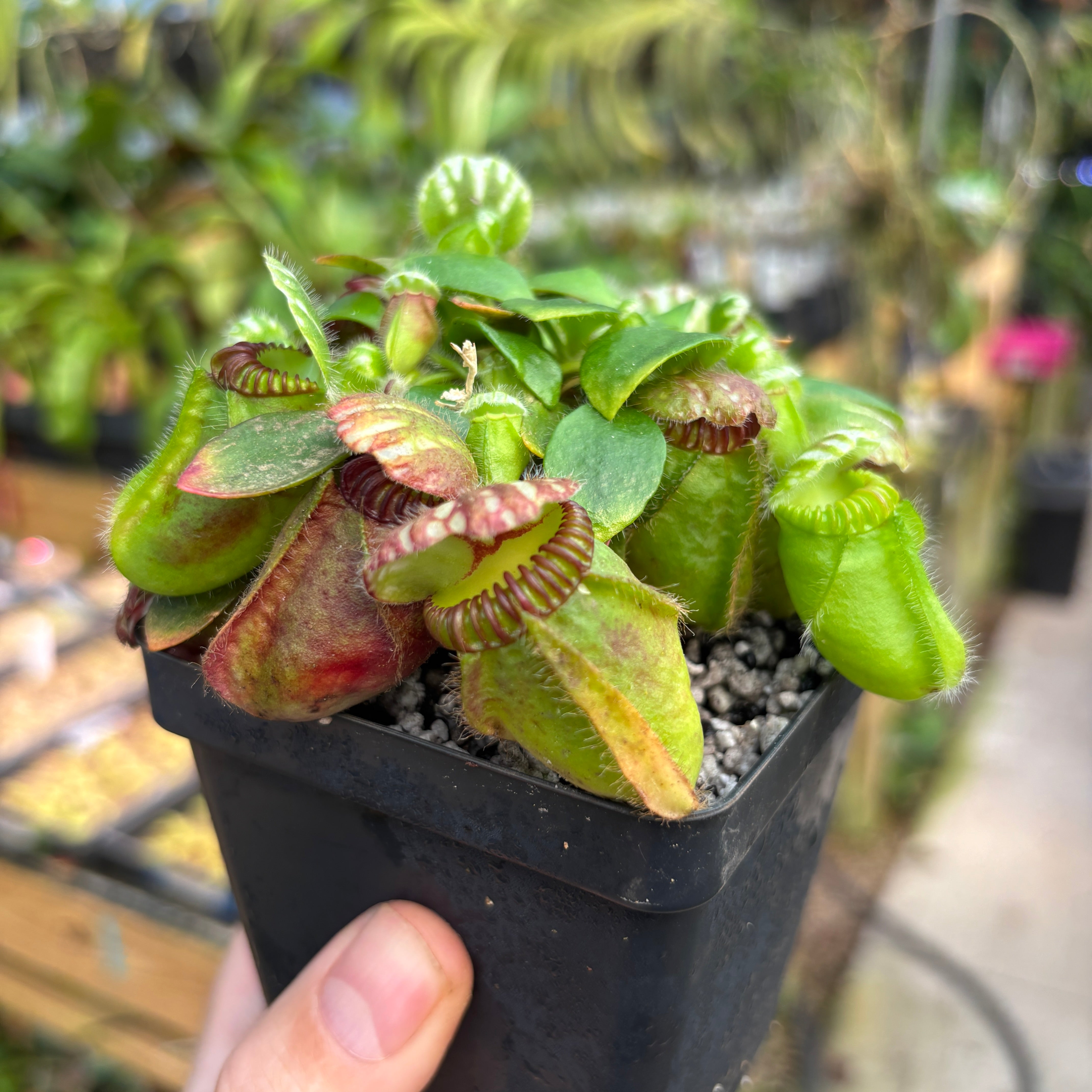 A803] Cephalotus follicularis – Carnivero