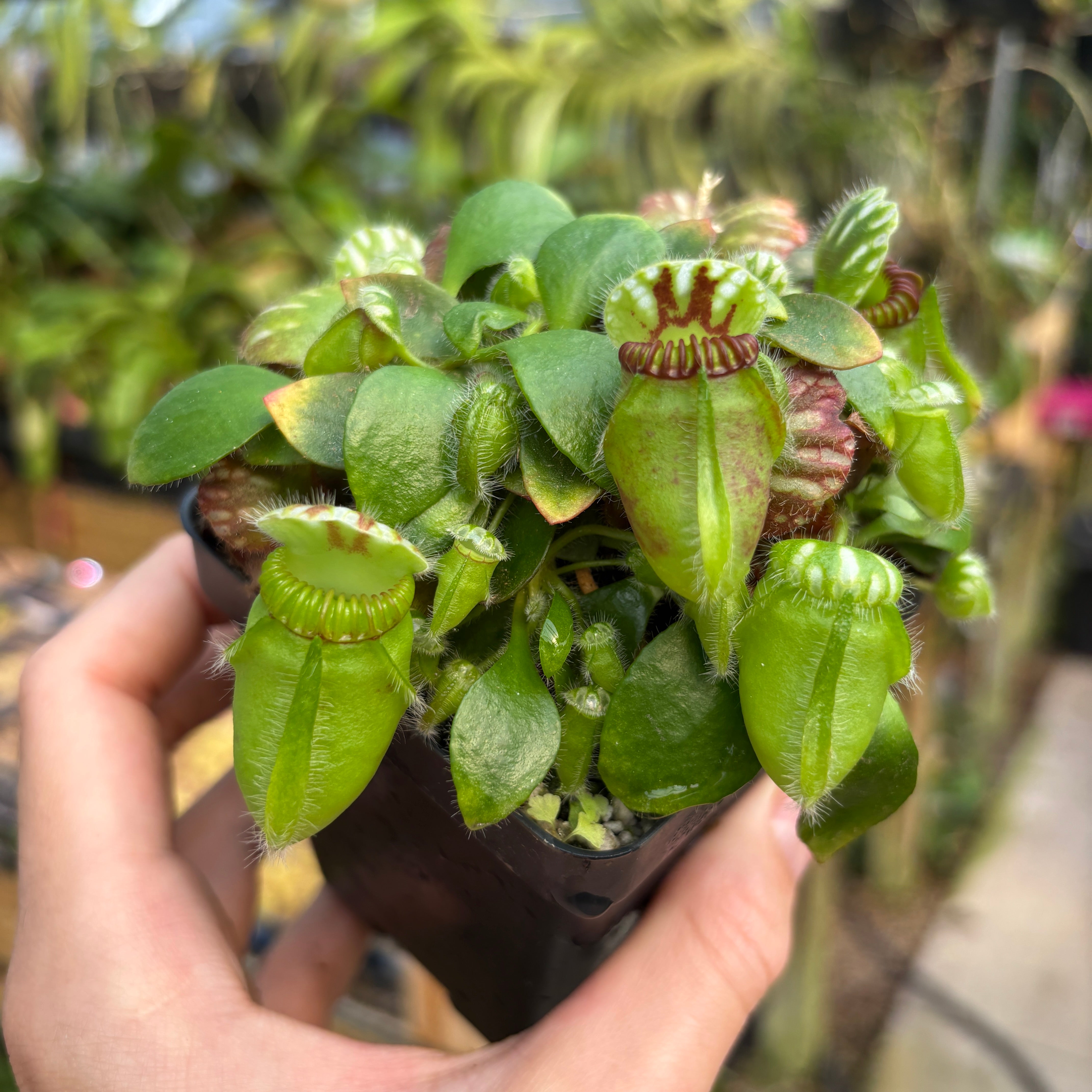 A803] Cephalotus follicularis – Carnivero