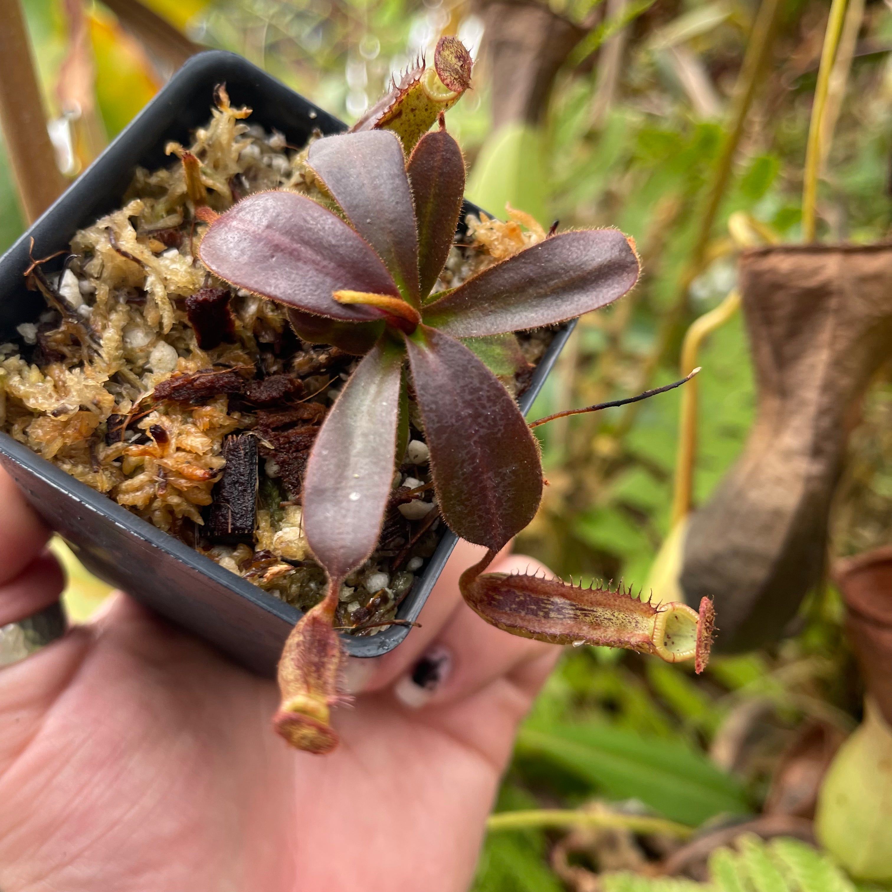 Nepenthes boschiana x mollis, CAR-0469 – Carnivero