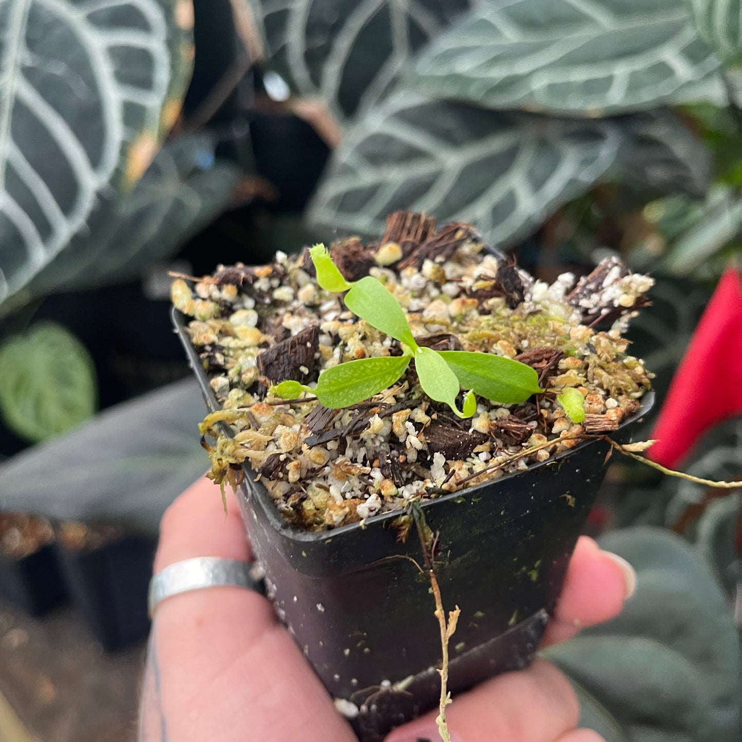 Nepenthes (SPATHULATA X JACQUELINEAE) x 'Redonkulas', CAR-0471