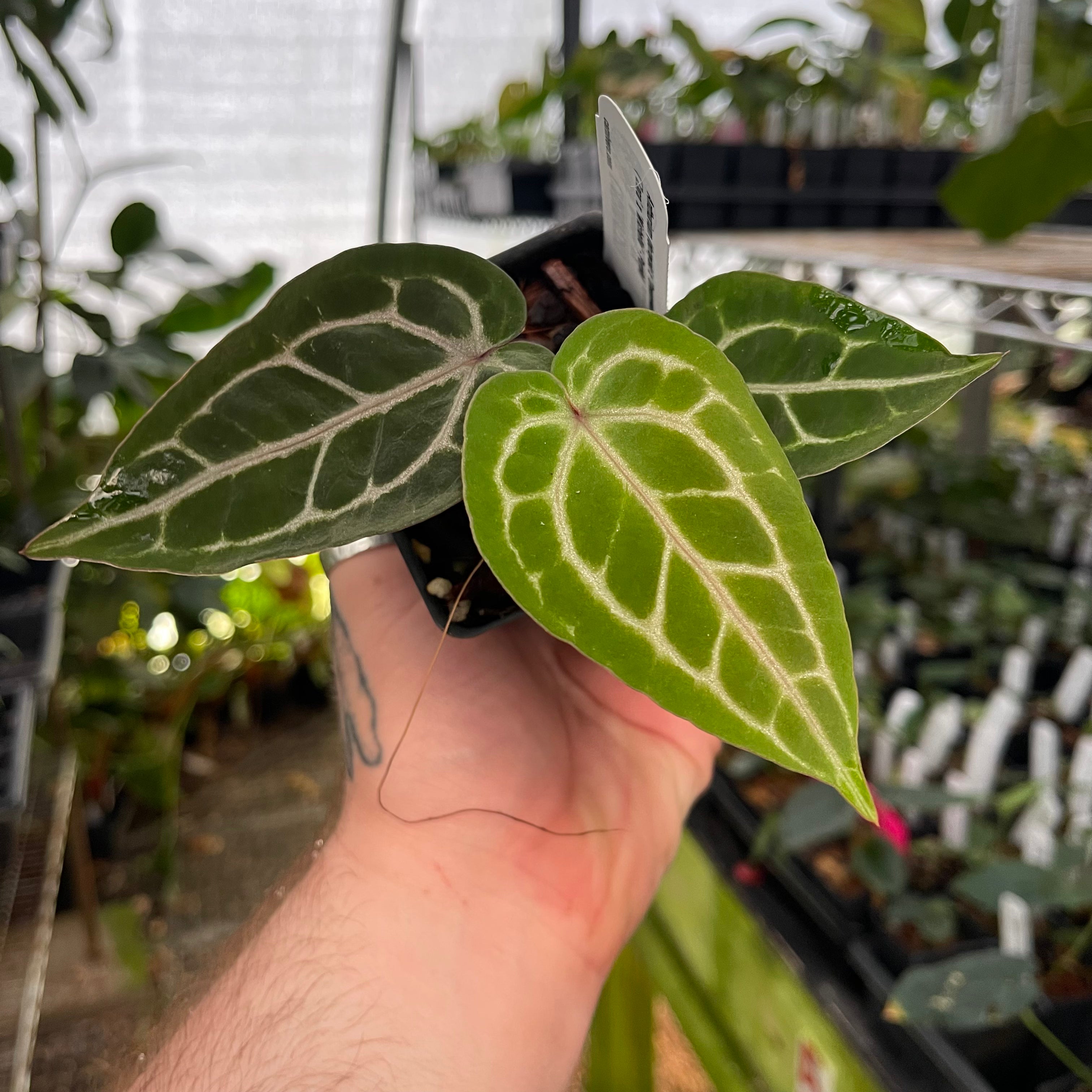 Anthurium Dorayaki x (Zara x Michelle) . Cross done by