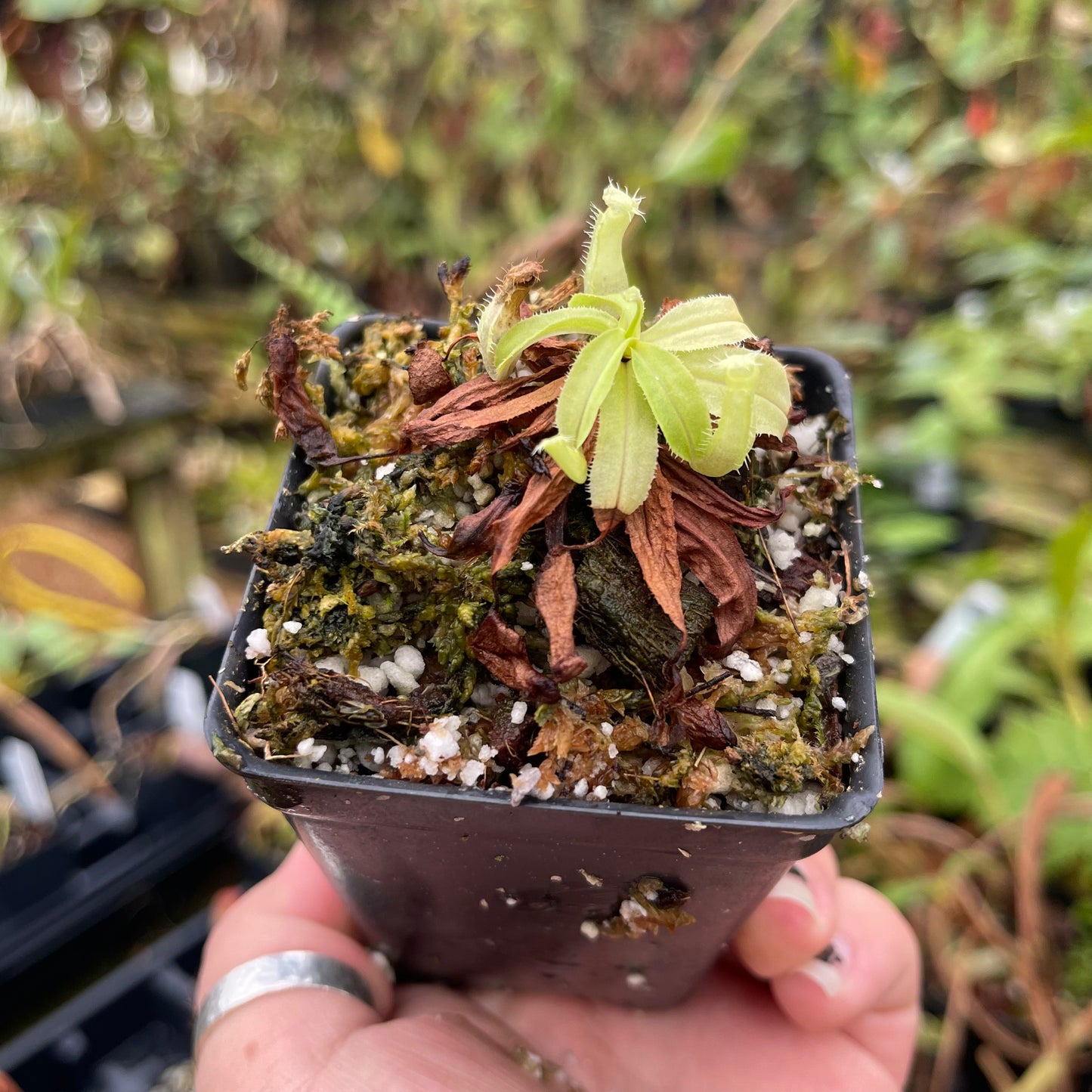 Nepenthes mirabilis var. echinostoma, BE-3372
