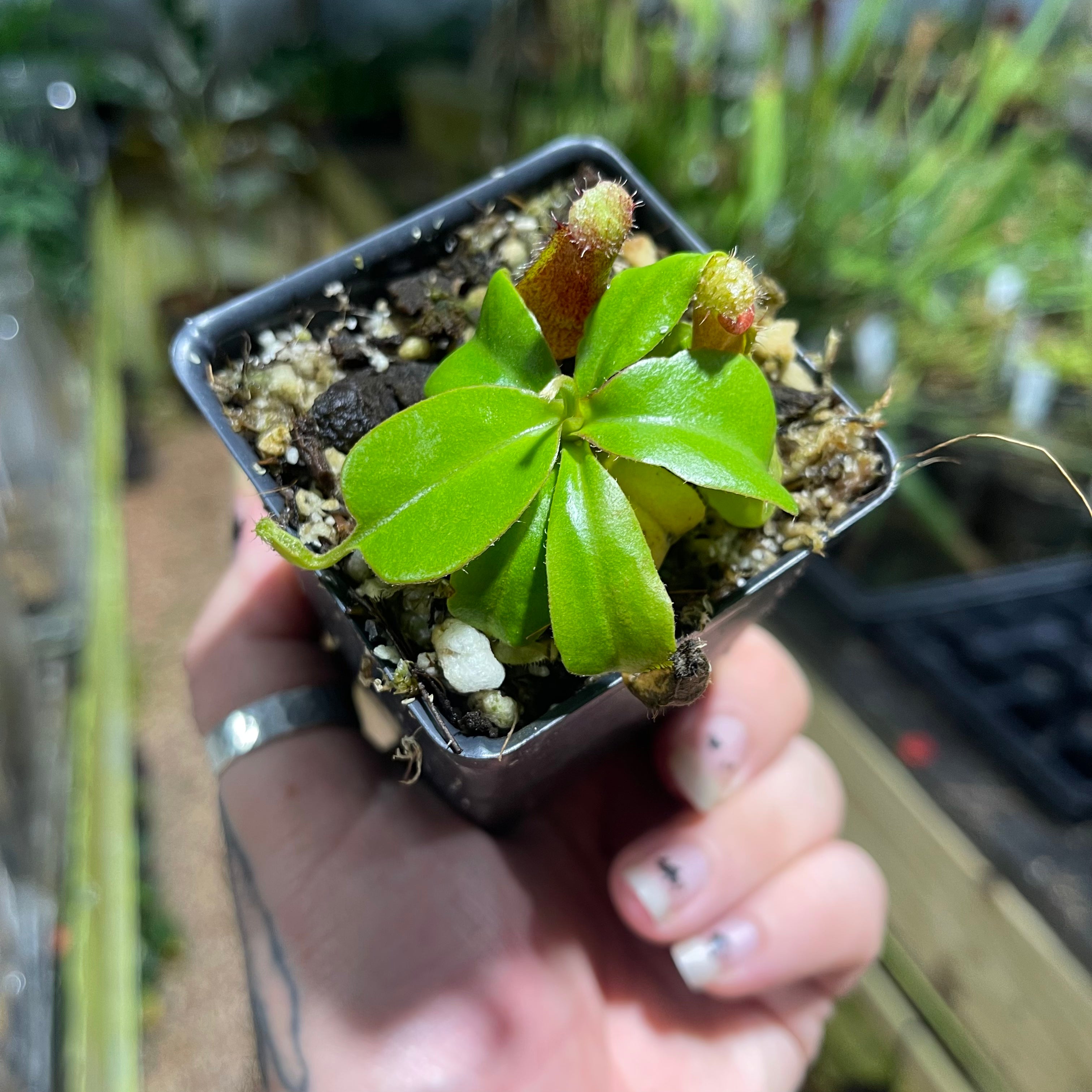 Nepenthes truncata (d)#2 x (ventricosa x sibuyanensis), CAR-0475 Nepenthes truncata (d)#2 x (ventricosa x sibuyanensis), CAR-0475