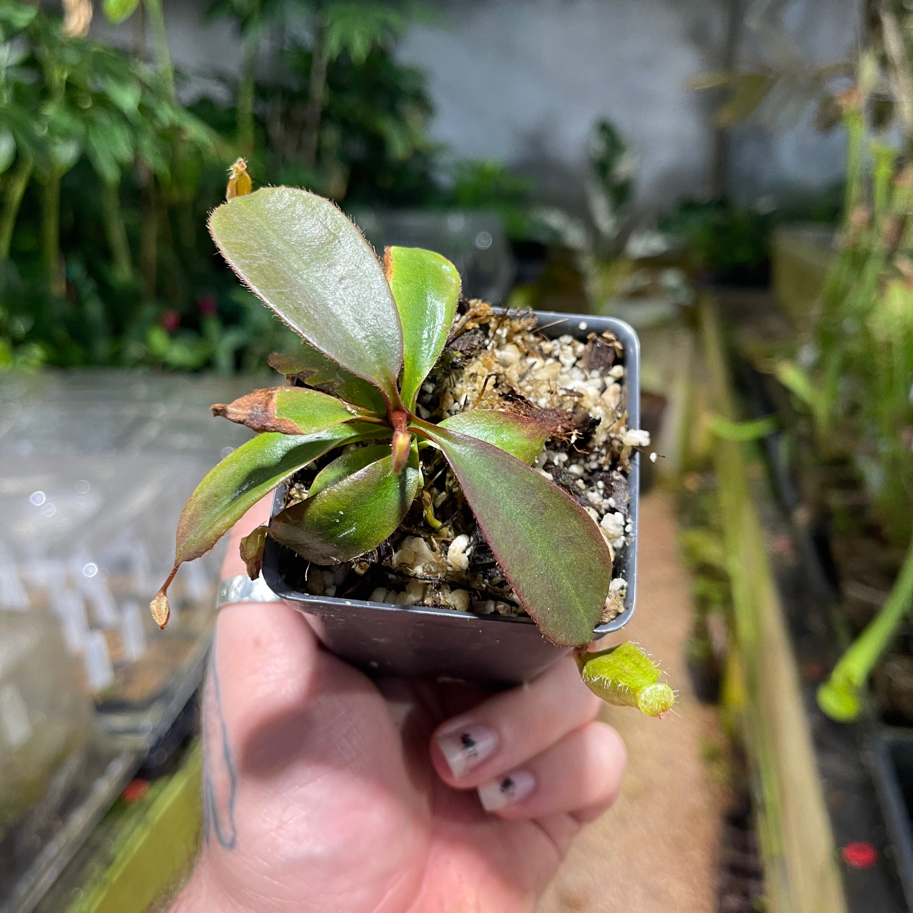 Nepenthes peltata BE x (peltata x tenuis), CAR-0474 – Carnivero