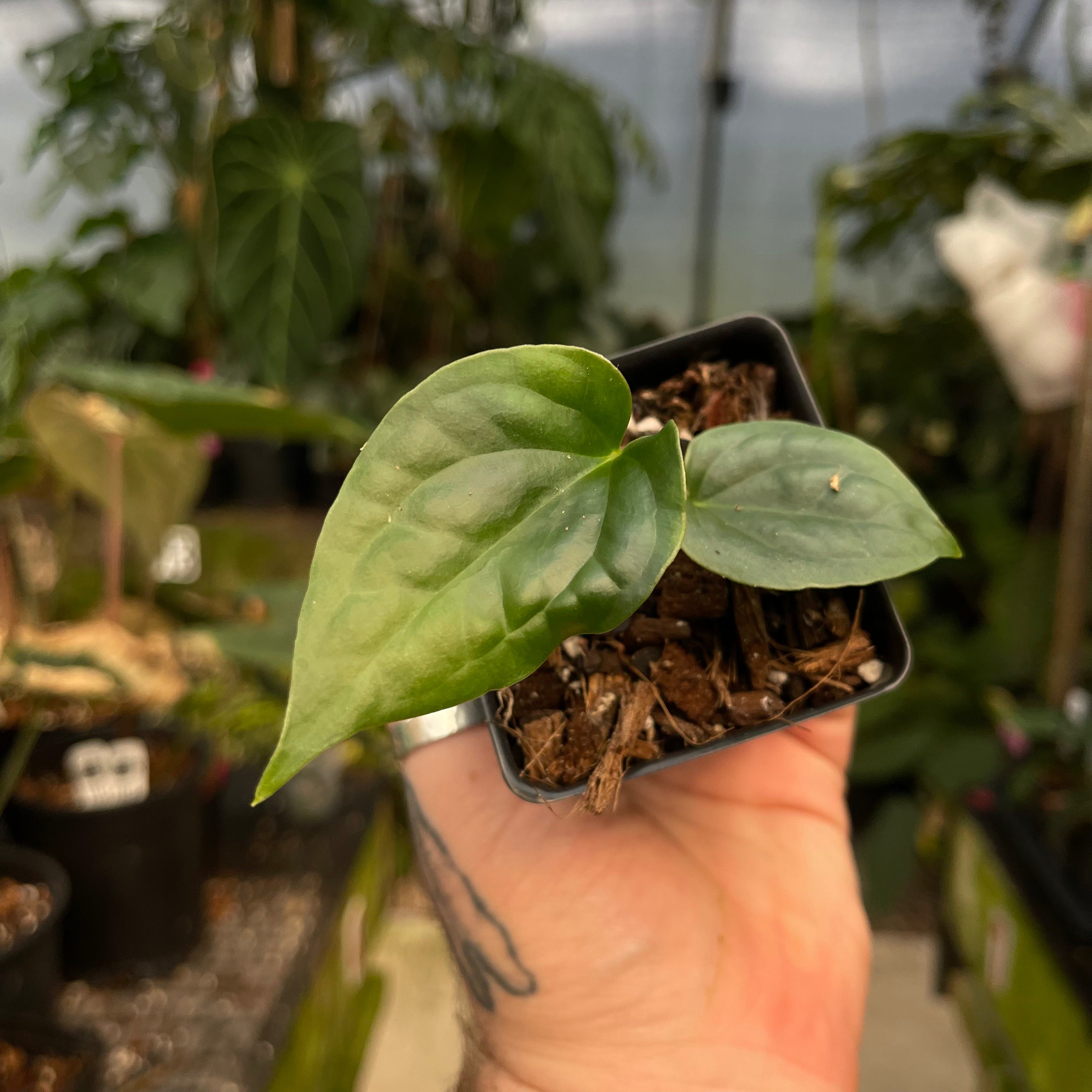 Anthurium cf magnificum x luxurians, CAR-0485 – Carnivero