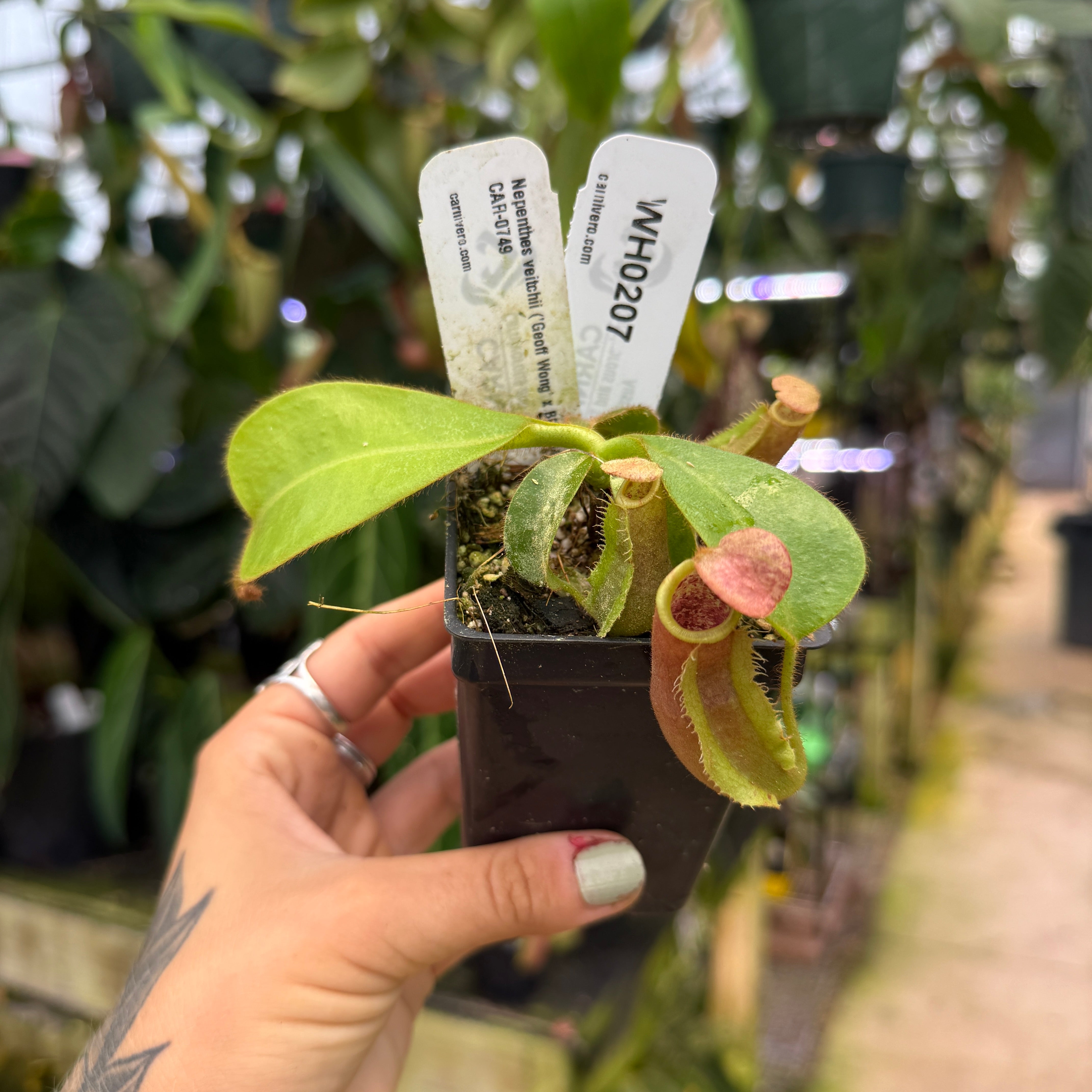WH0207 Nepenthes veitchii ('Geoff Wong' x BE-3734), CAR-0749 (M