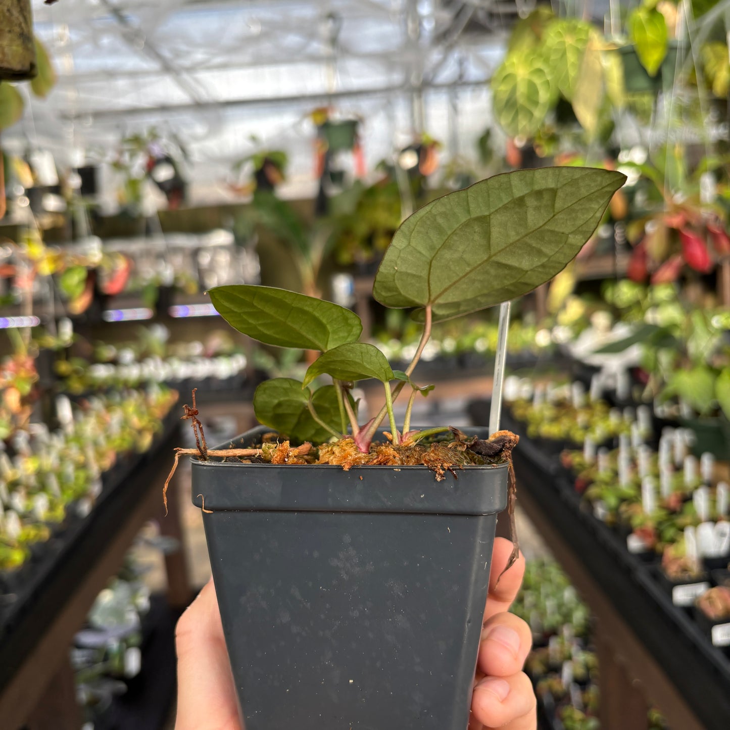 Anthurium besseae aff. (Scott Cohen)