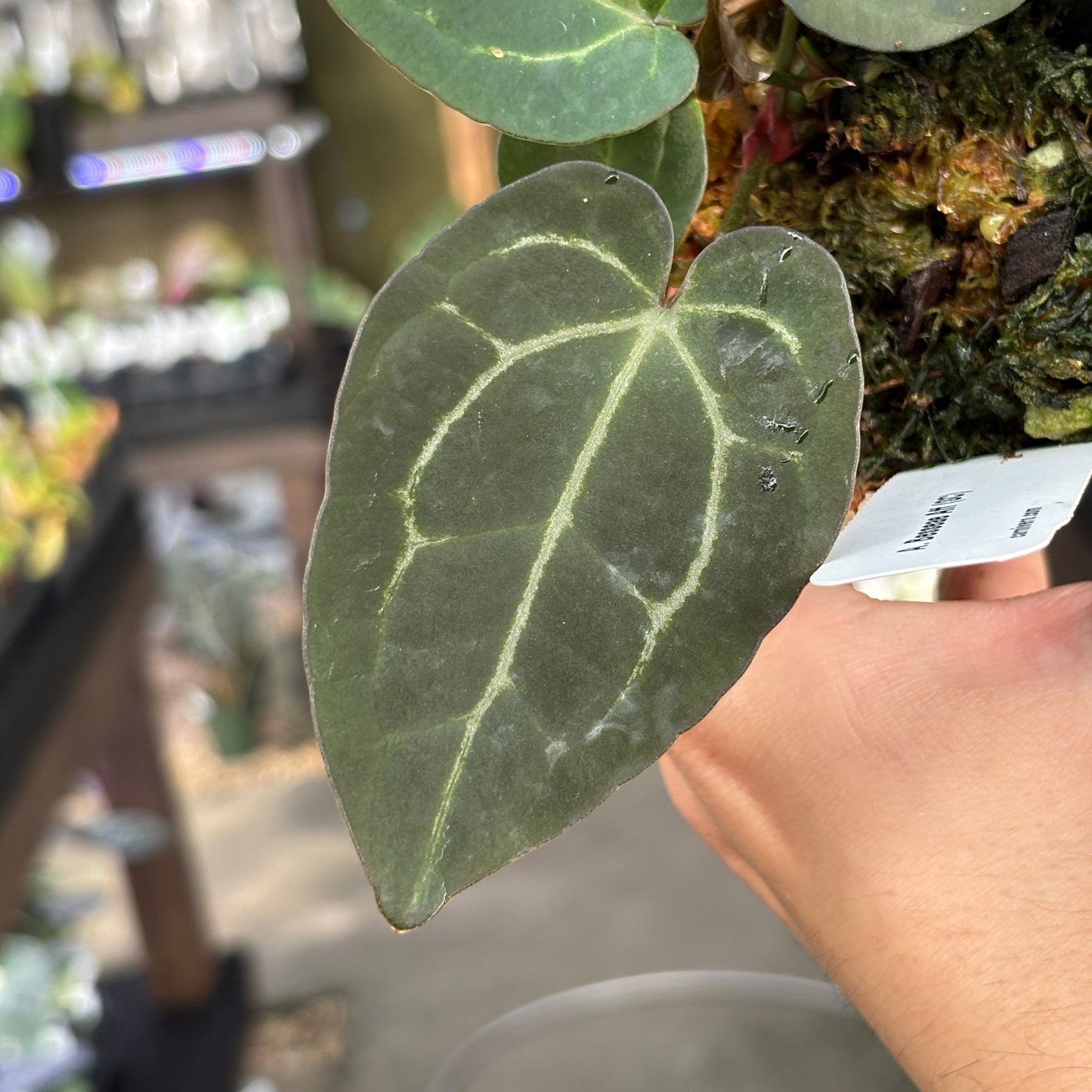 Anthurium besseae aff. (Scott Cohen)