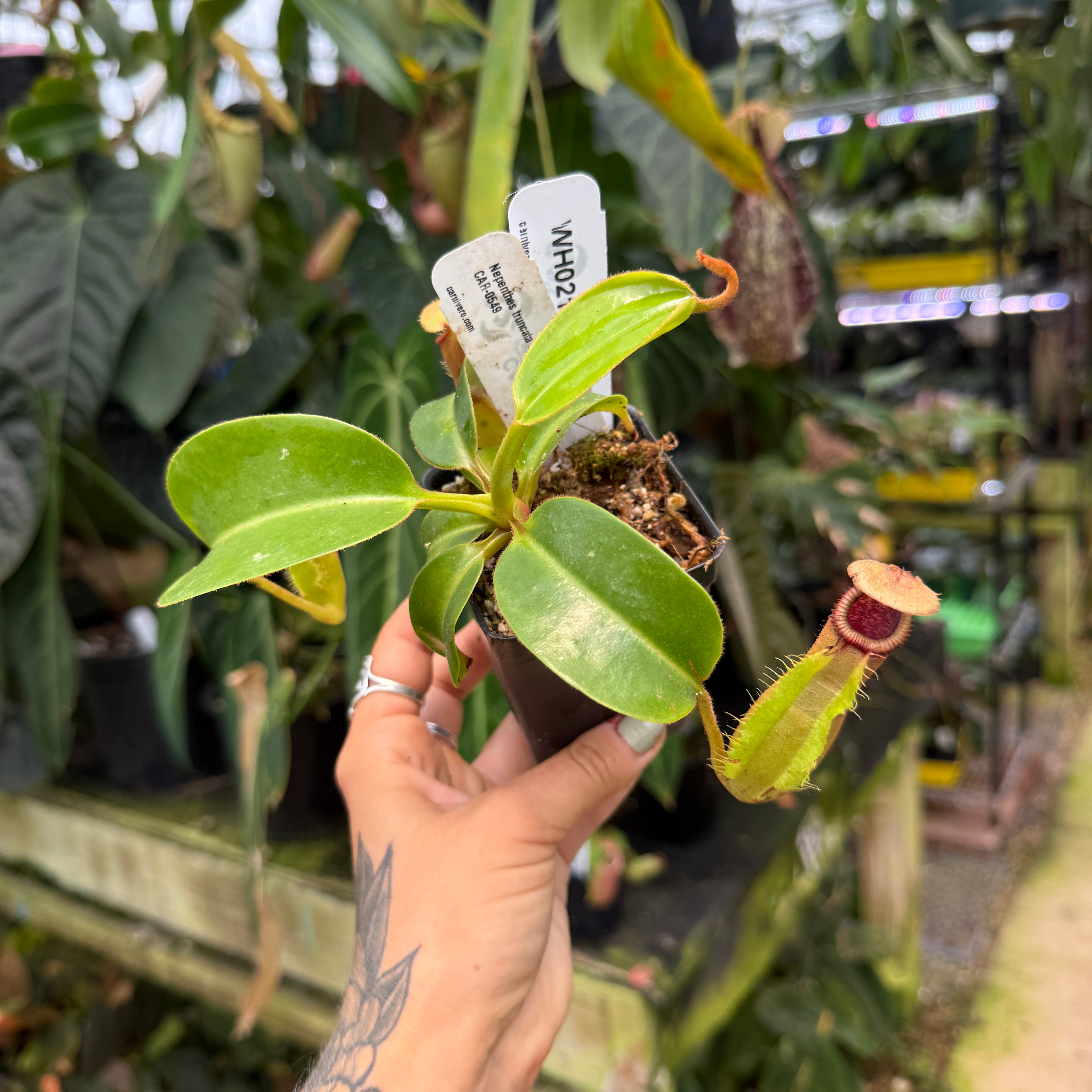WH0213 Nepenthes truncata JB x edwardsiana, CAR-0549 (L) – Carnivero