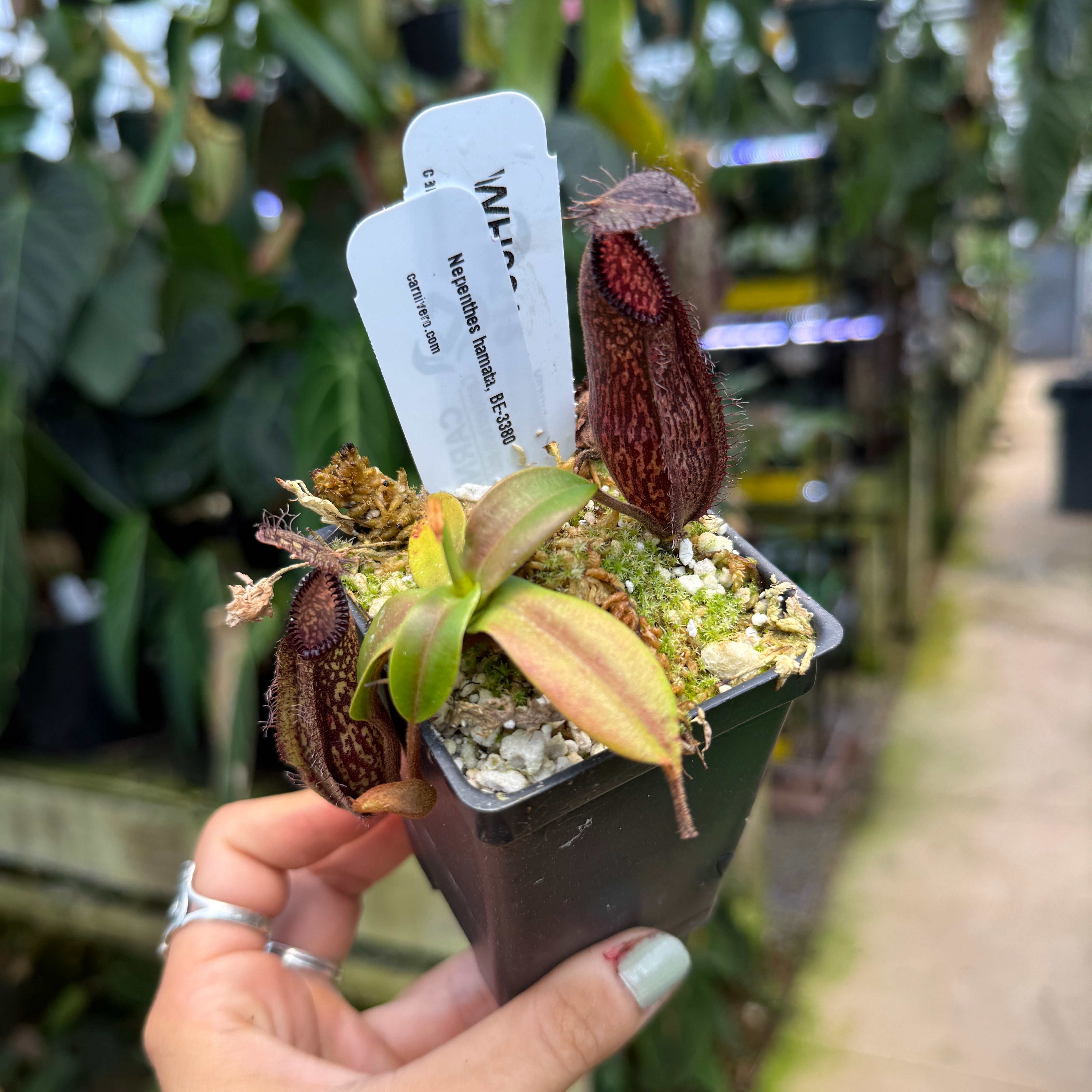 WH0215 Nepenthes hamata BE-3380 (S) – Carnivero