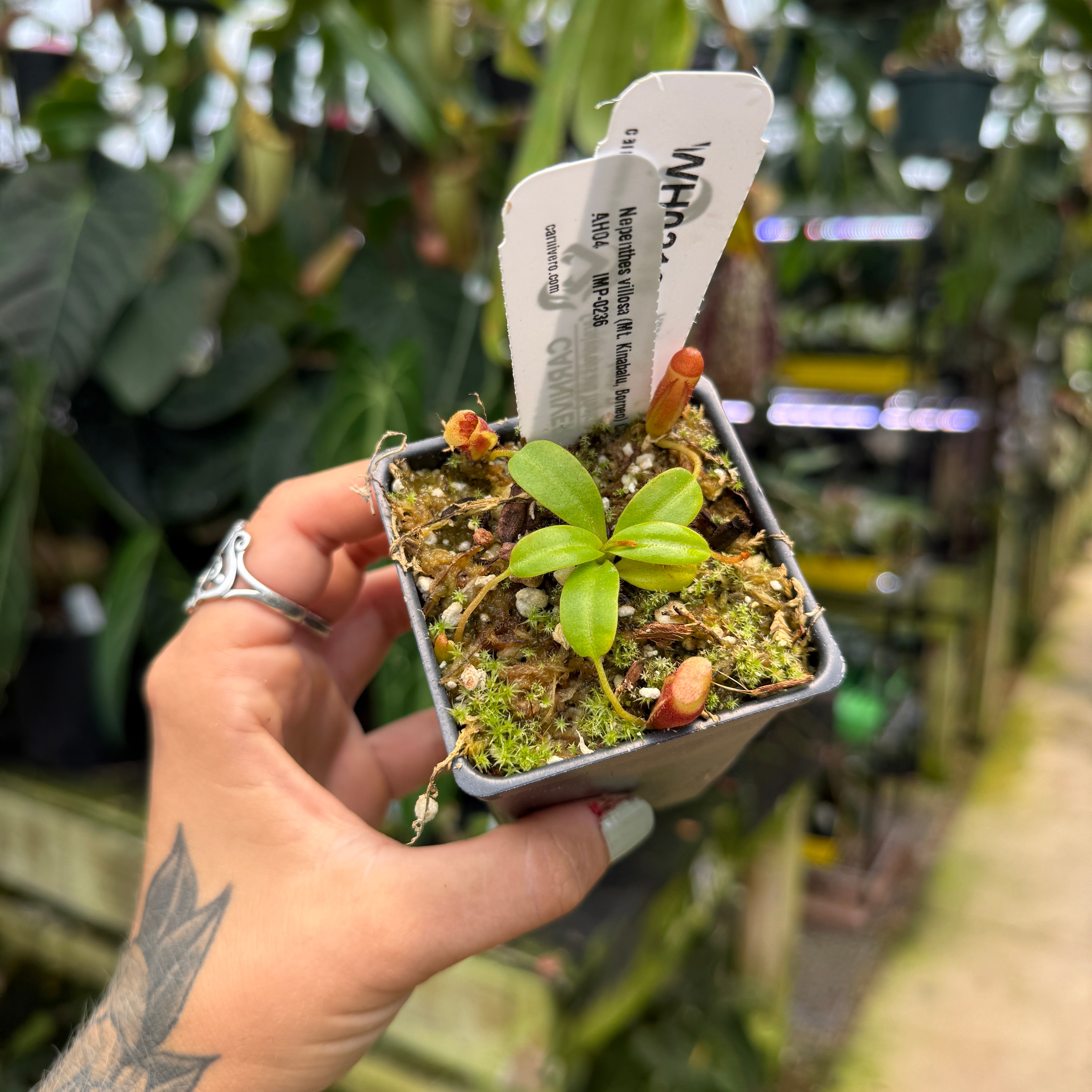 WH0216 Nepenthes villosa (Mt. Kinabalu, Borneo) AH04, IMP-0236 (XS