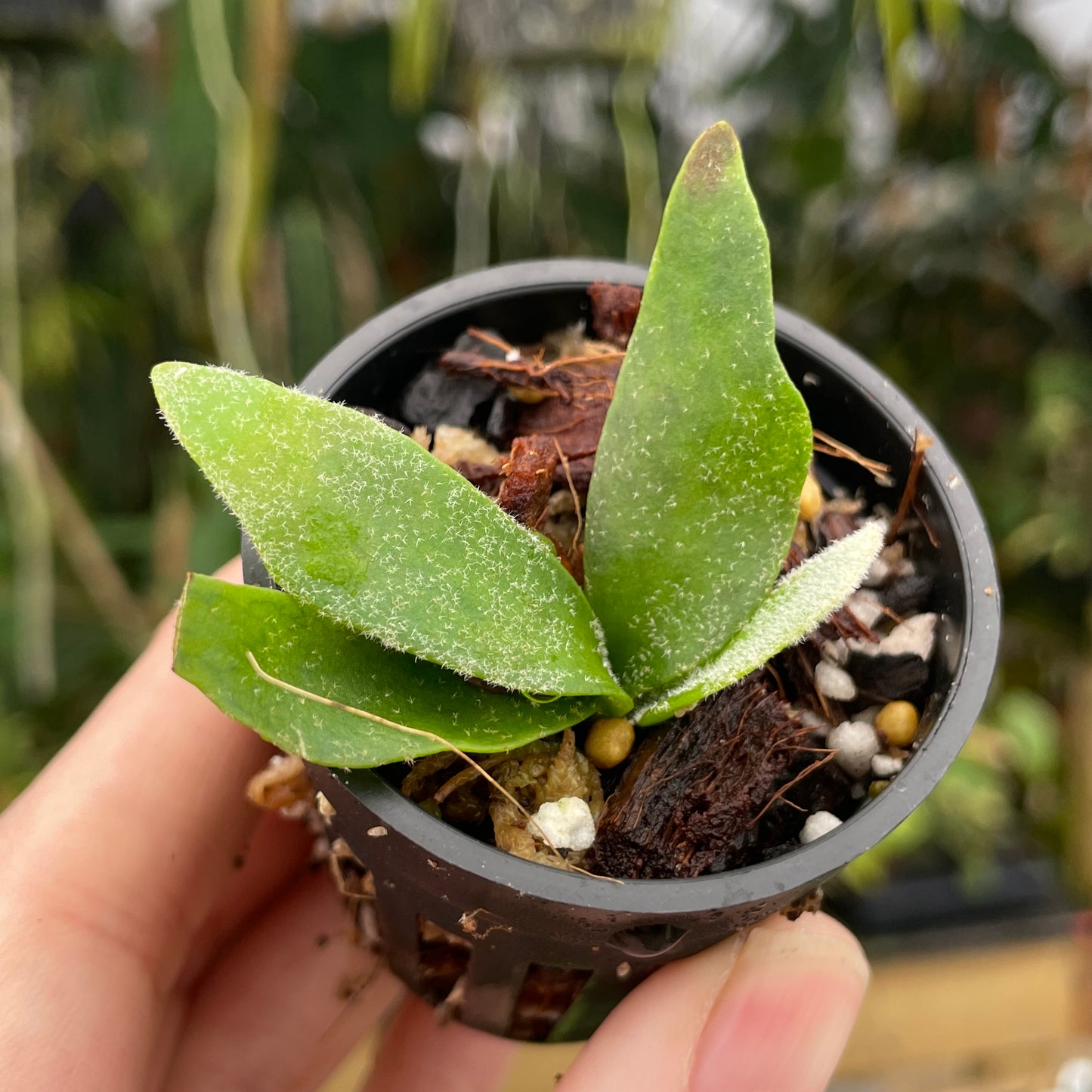 Platycerium willinckii 'Bacteria' Staghorn Fern