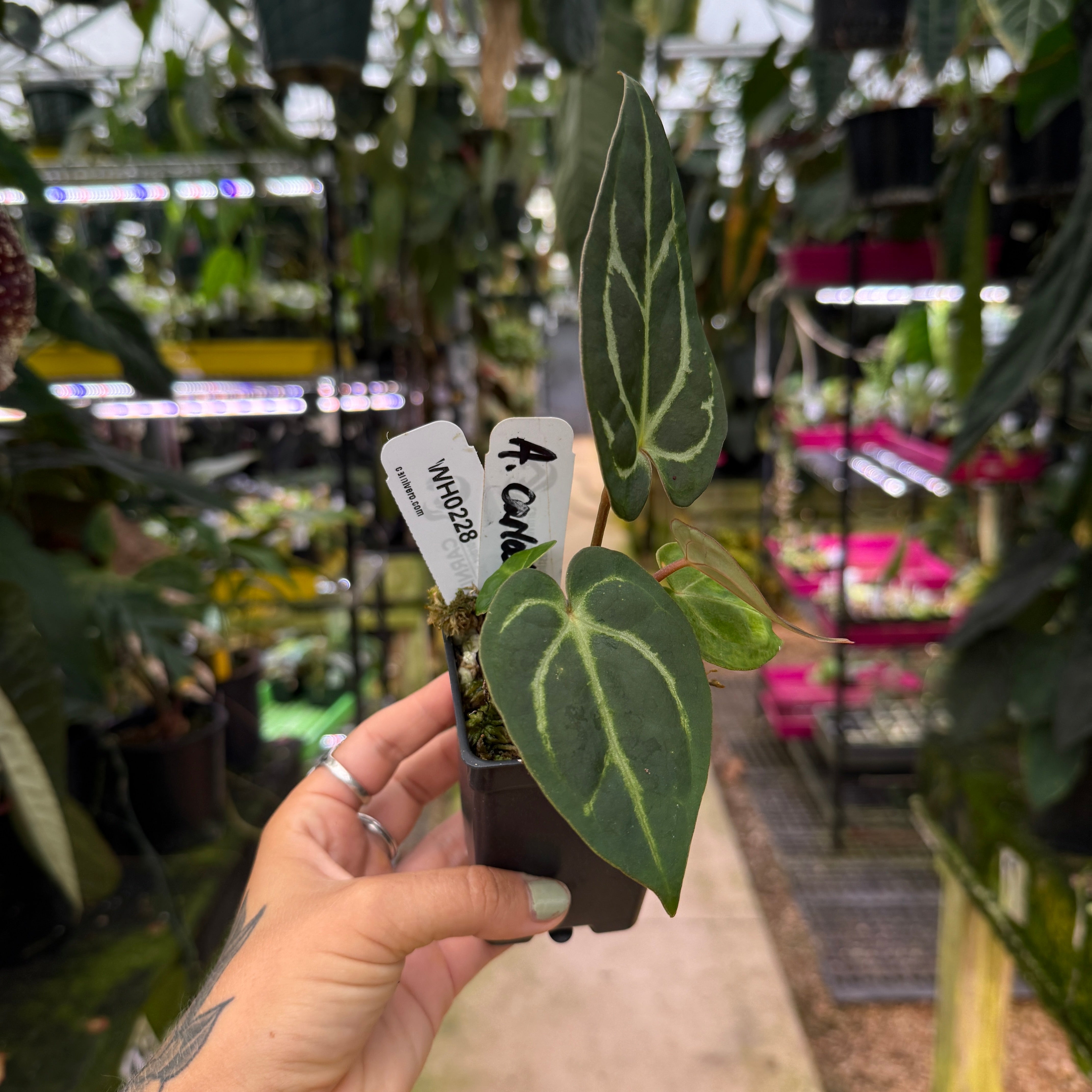 WH0228 Anthurium carlablackiae (S) – Carnivero