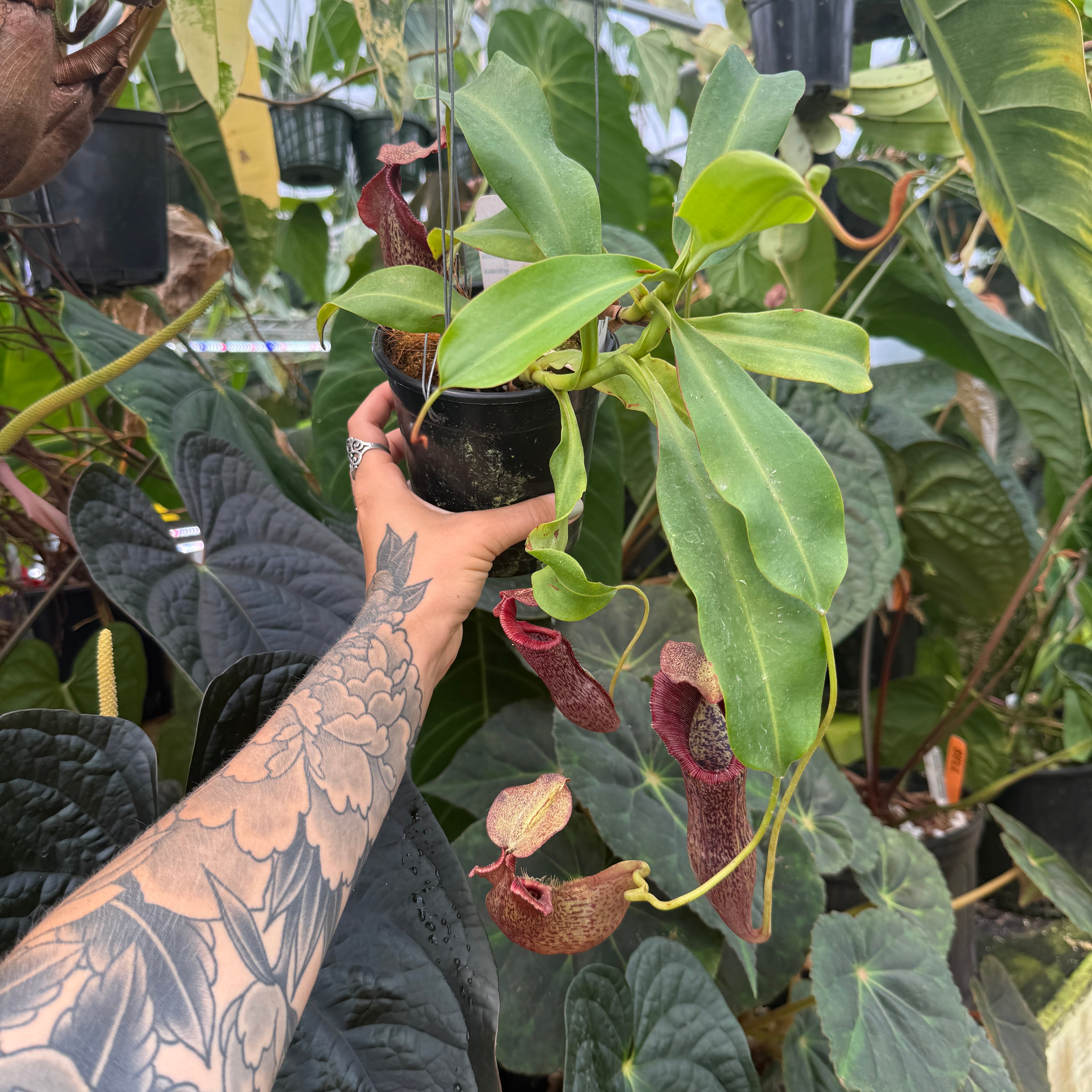 WH0239 Nepenthes singalana x [(lowii x veitchii) x boschiana