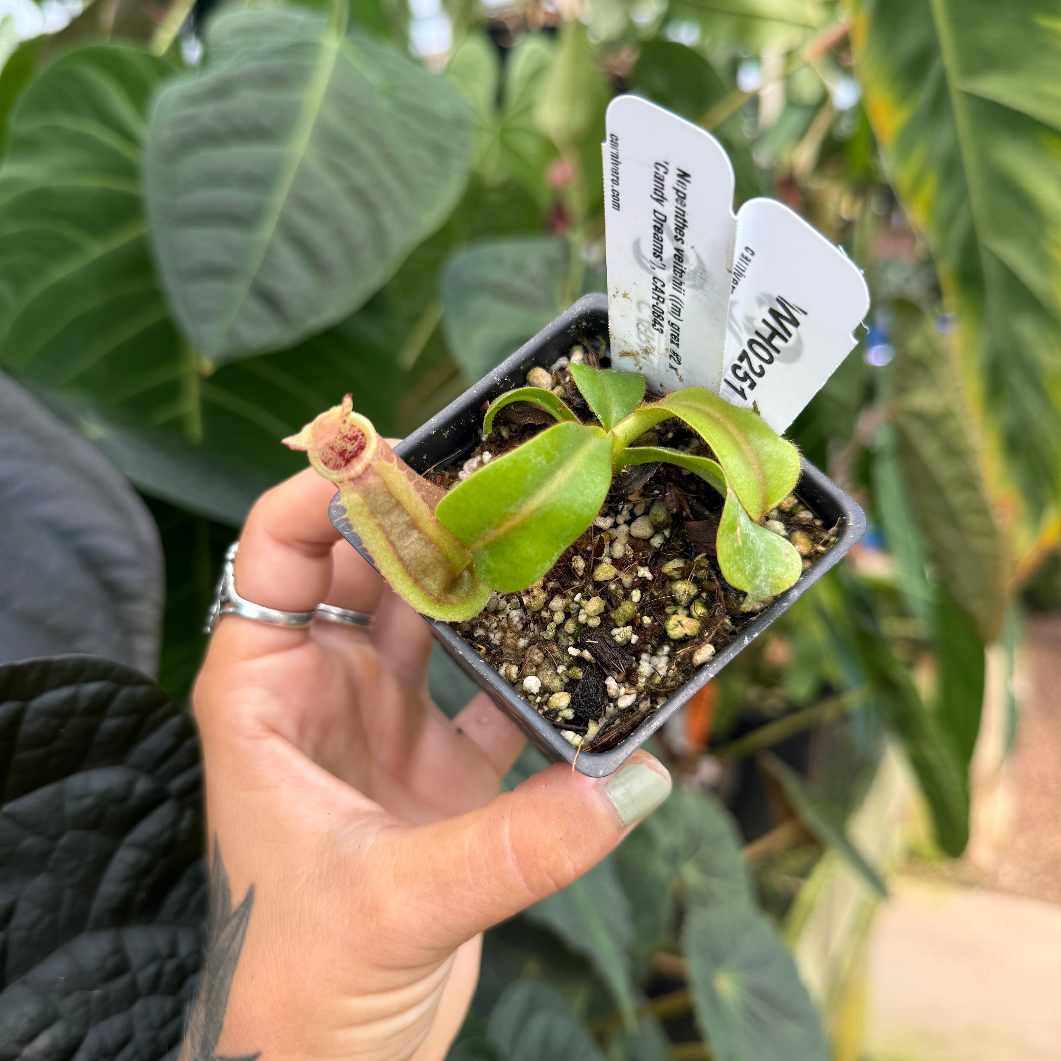 WH0251 Nepenthes veitchii ((m) grex#2 x 'Candy Dreams'), CAR-0843