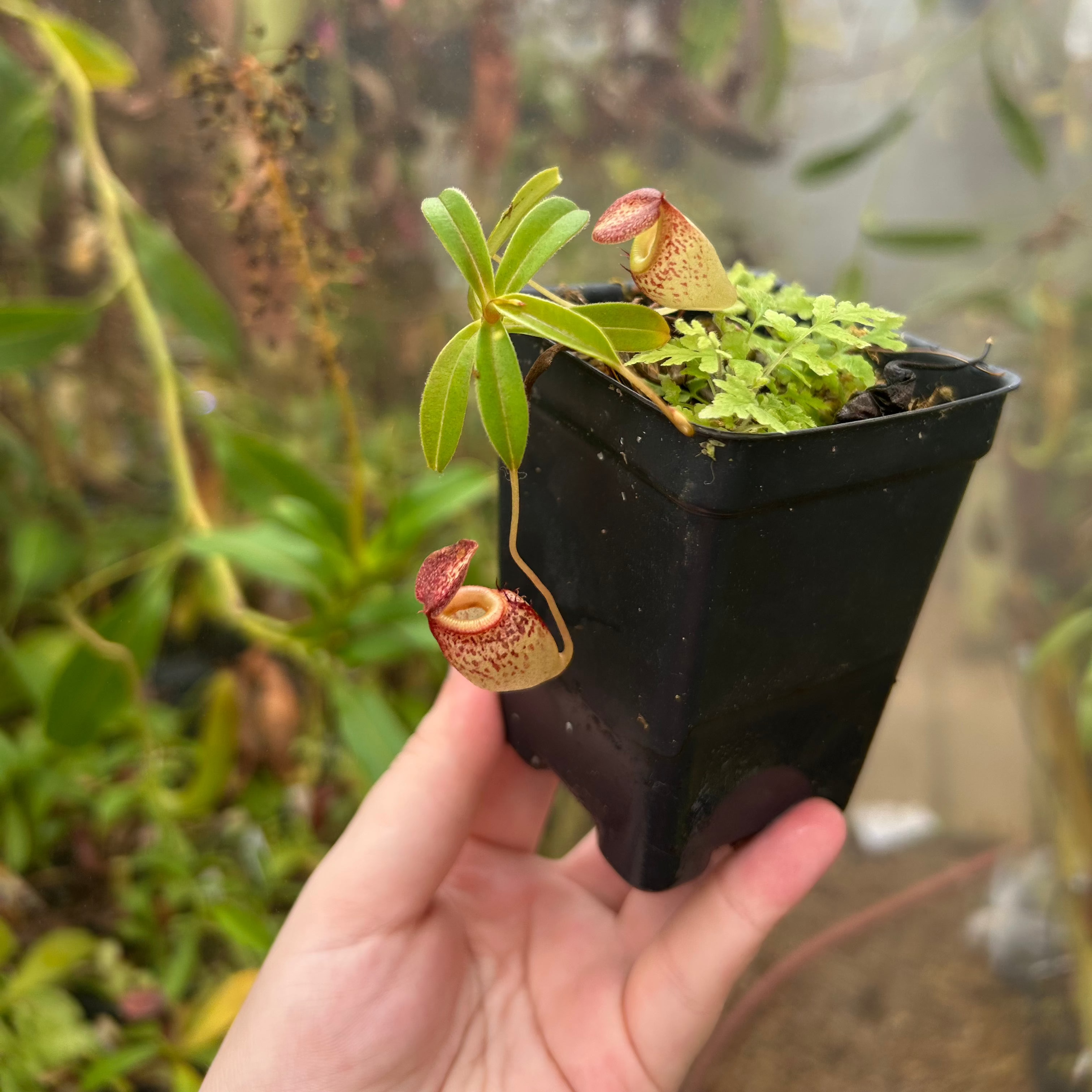 Nepenthes talangensis x tenuis, CAR-0715 – Carnivero