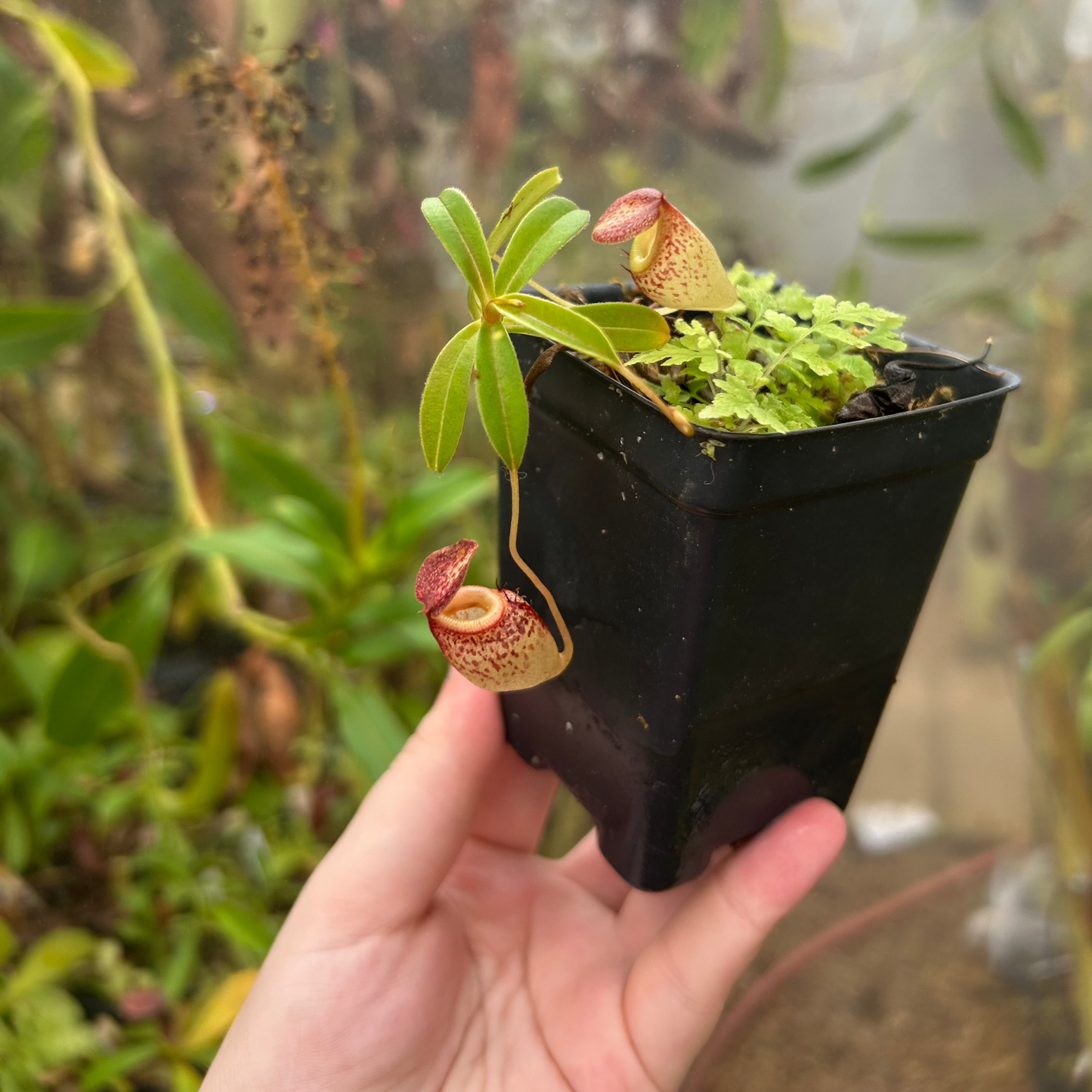 Nepenthes talangensis x tenuis, CAR-0715
