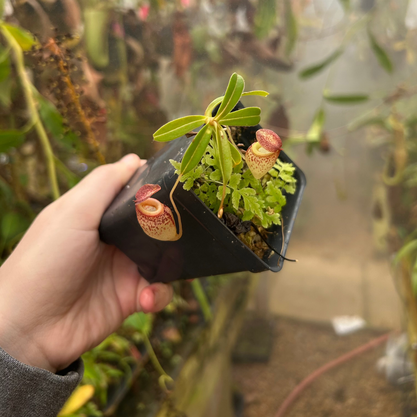 Nepenthes talangensis x tenuis, CAR-0715