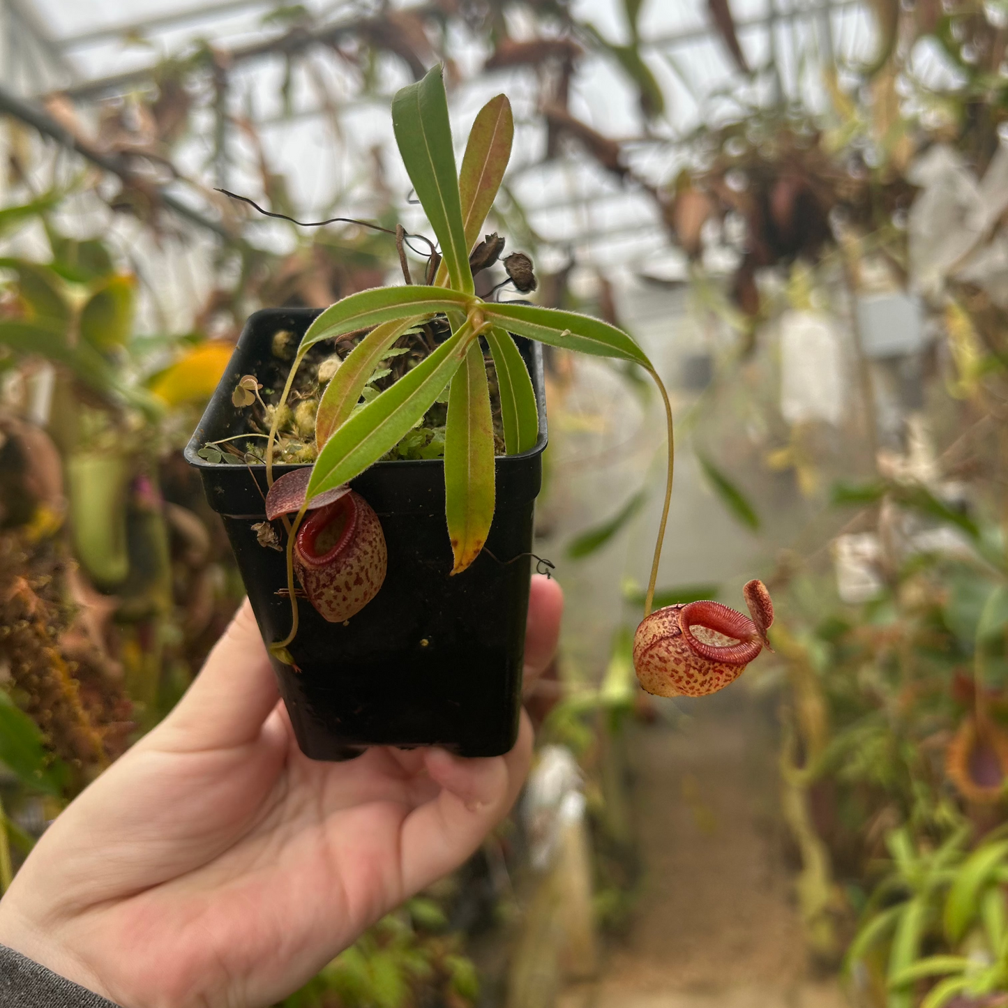 Nepenthes talangensis x tenuis, CAR-0715