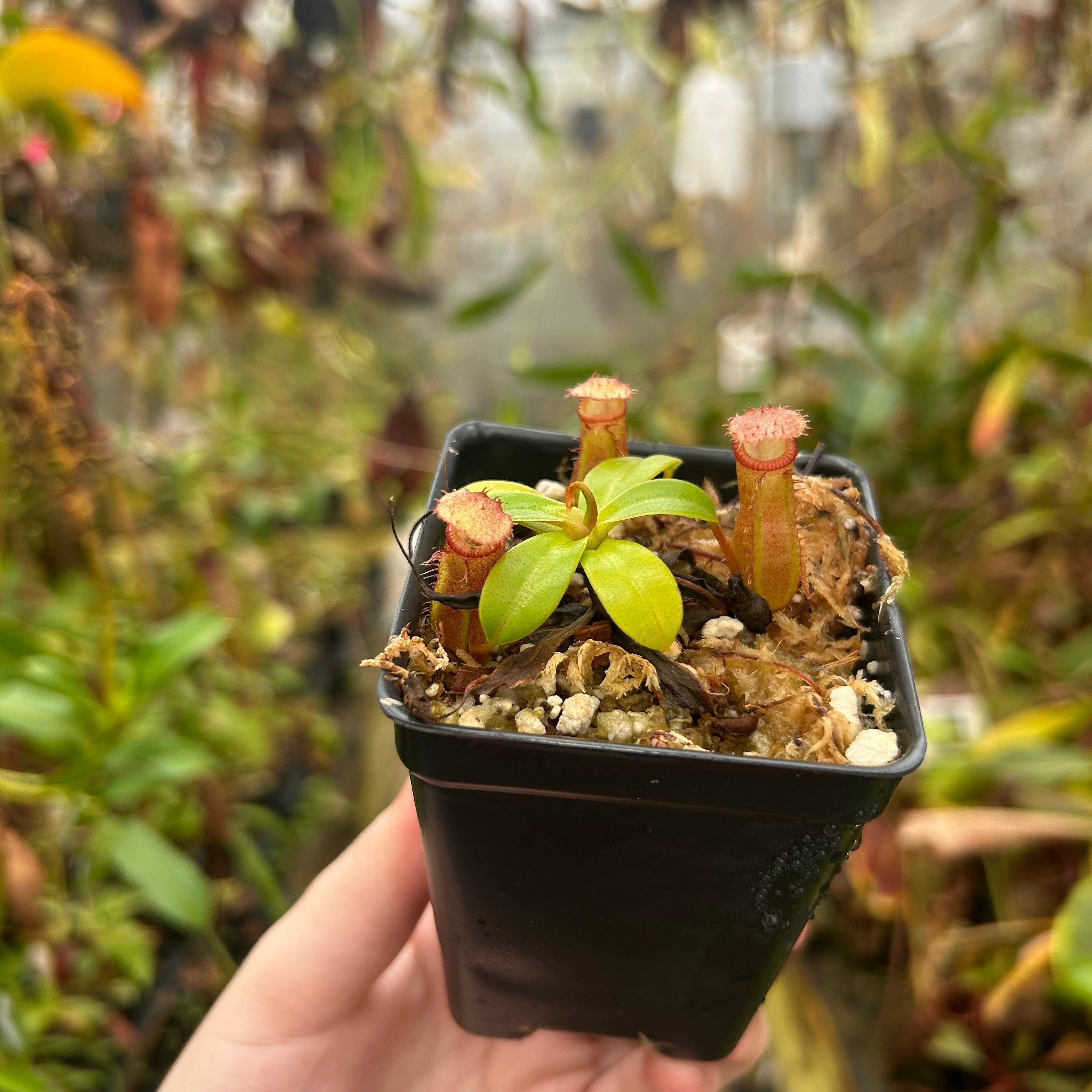 Nepenthes ventricosa JB x edwardsiana, CAR-0716 – Carnivero