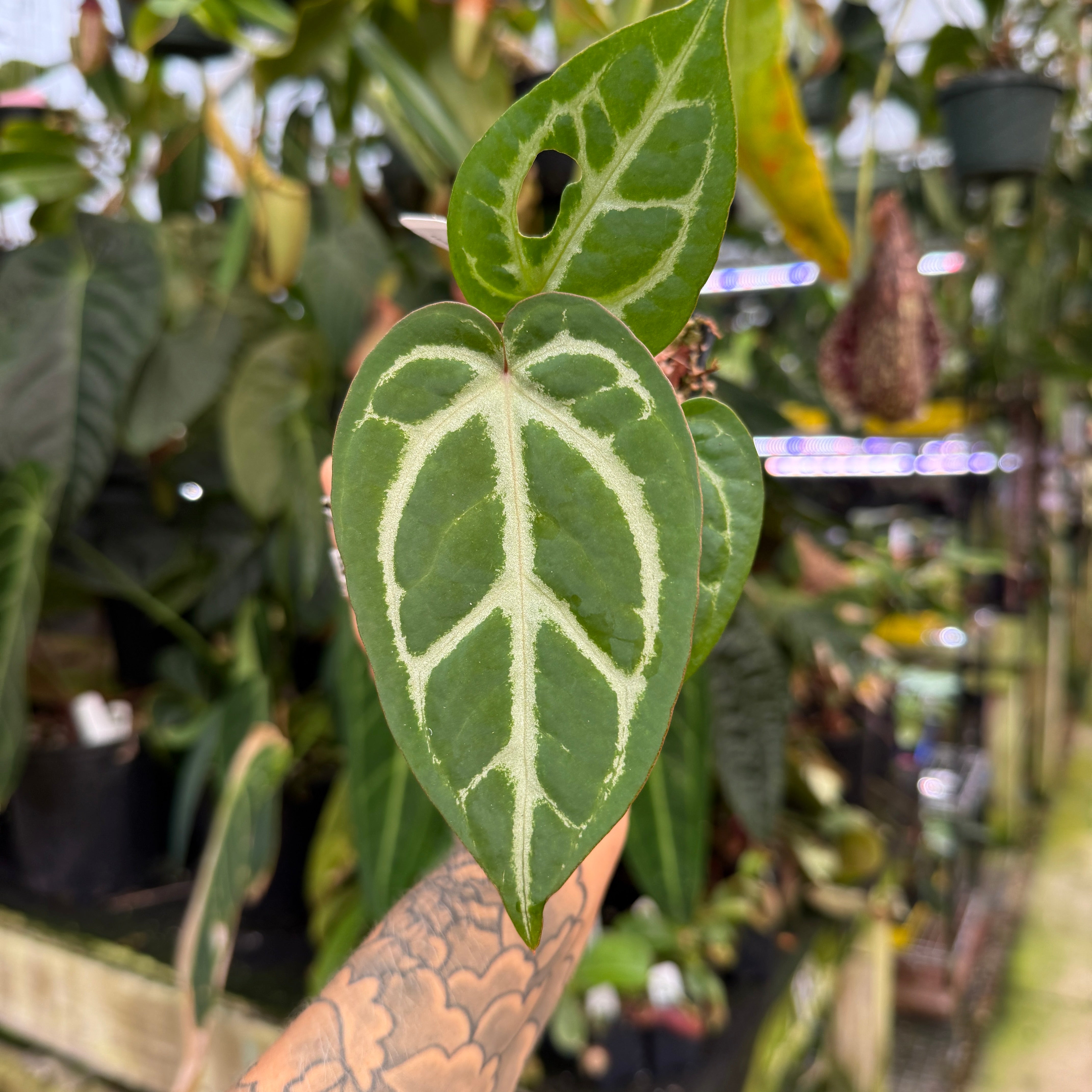 WH0252 Anthurium 'Silver Bush' x Doc Block, CAR-1325 (S) – Carnivero